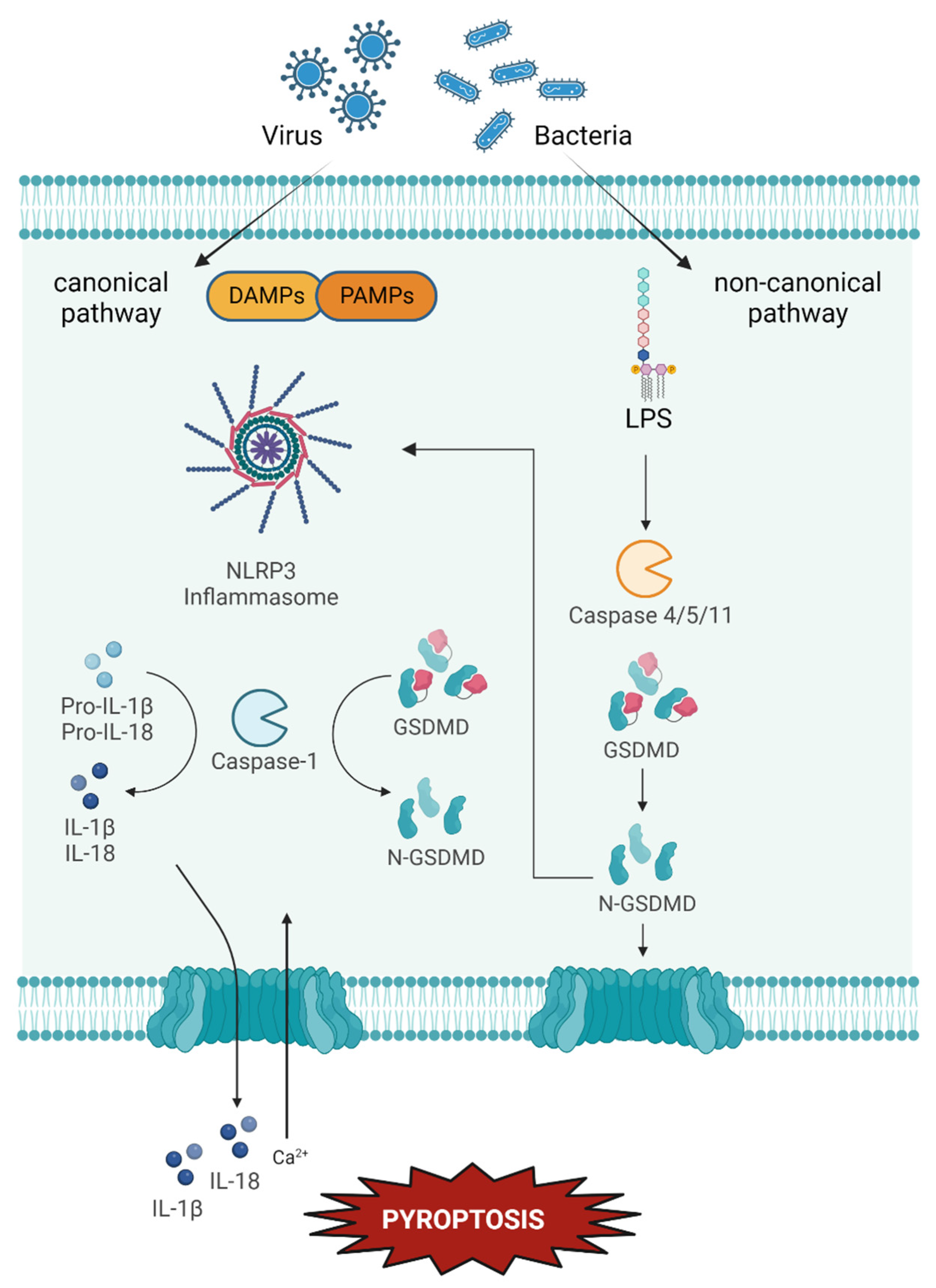 Ijms 24 00731 g005 Ijms 24 00731 g005