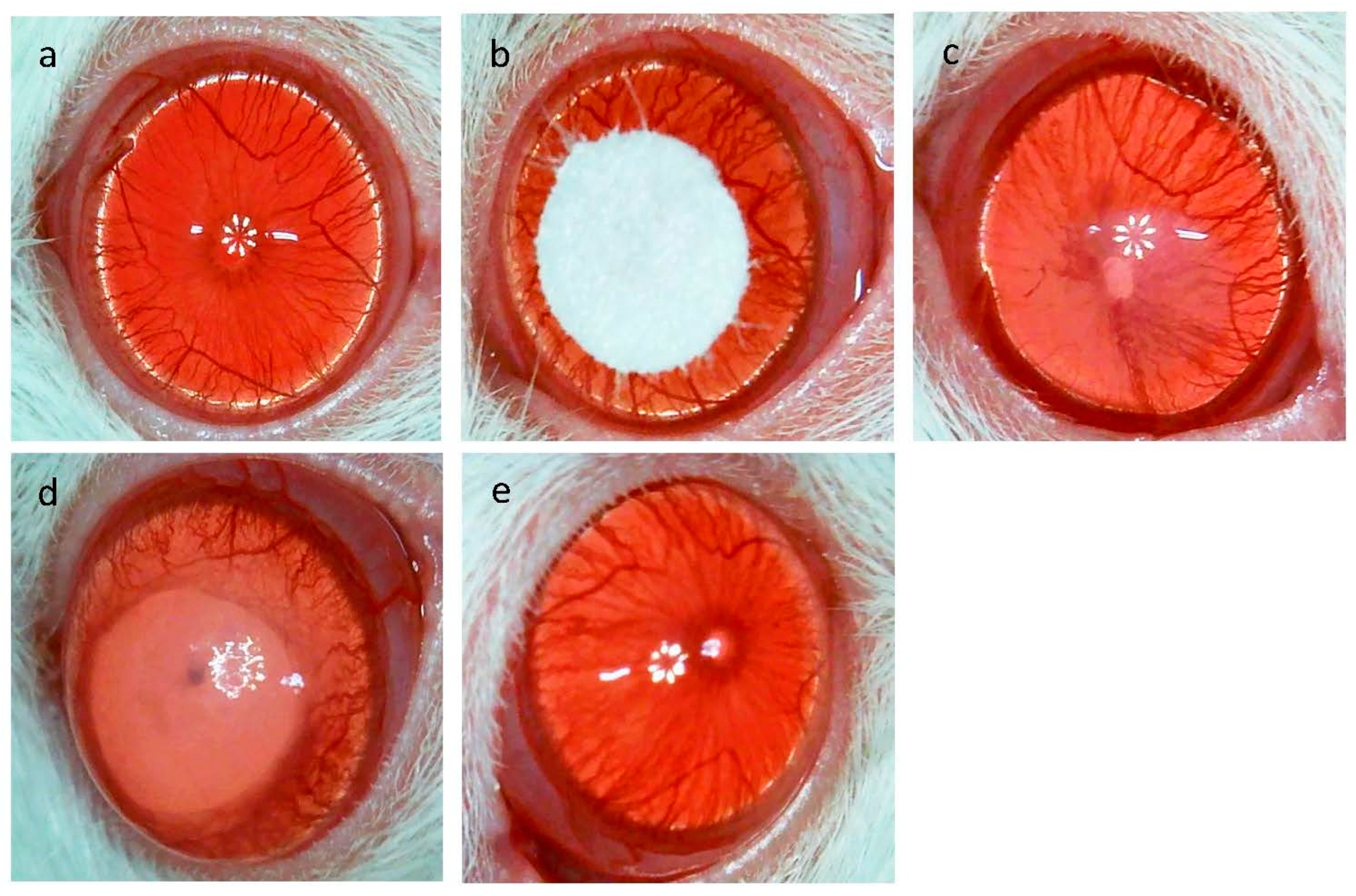 Ijms 24 00735 g001a Ijms 24 00735 g001a