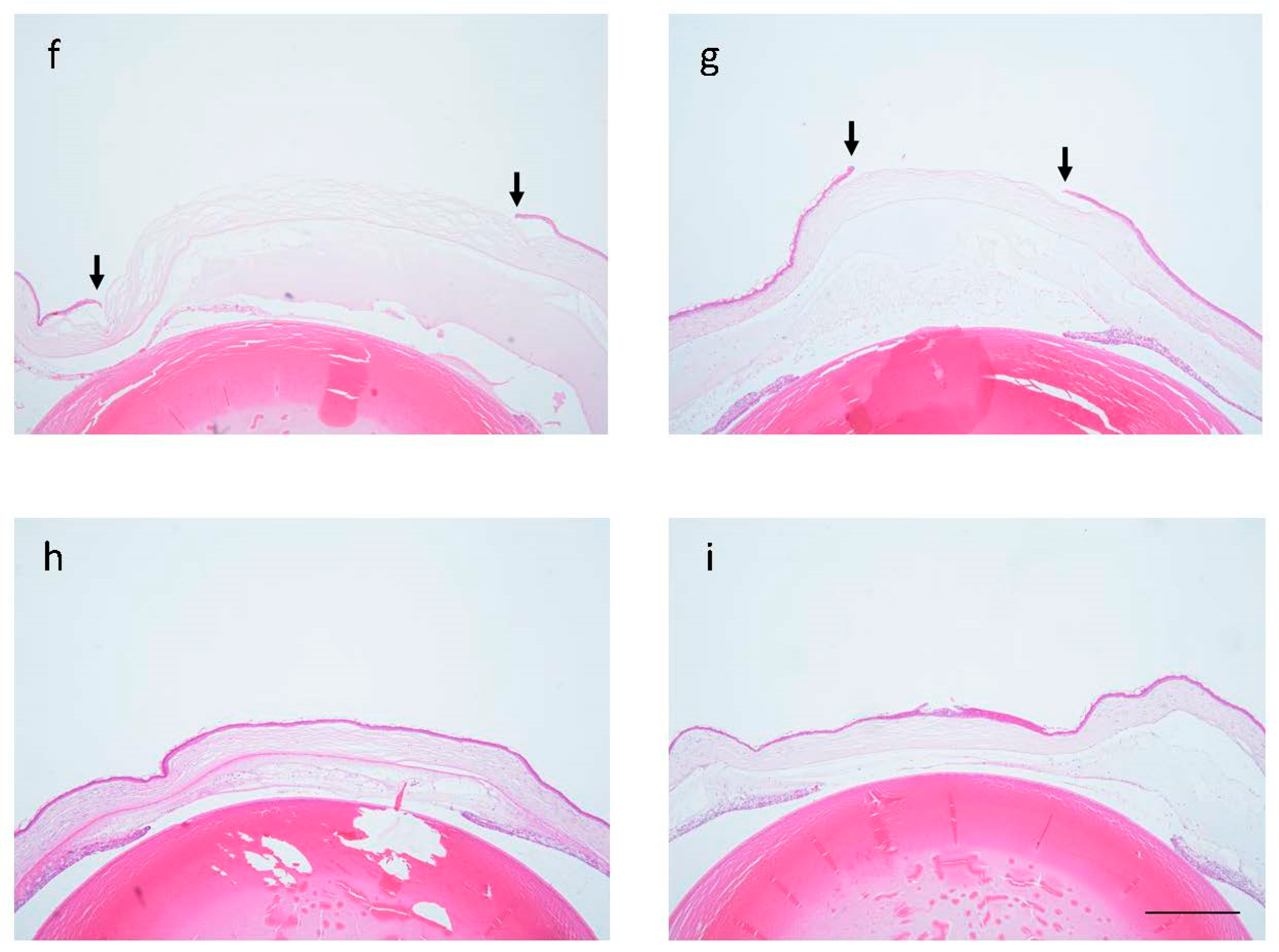 Ijms 24 00735 g001b Ijms 24 00735 g001b