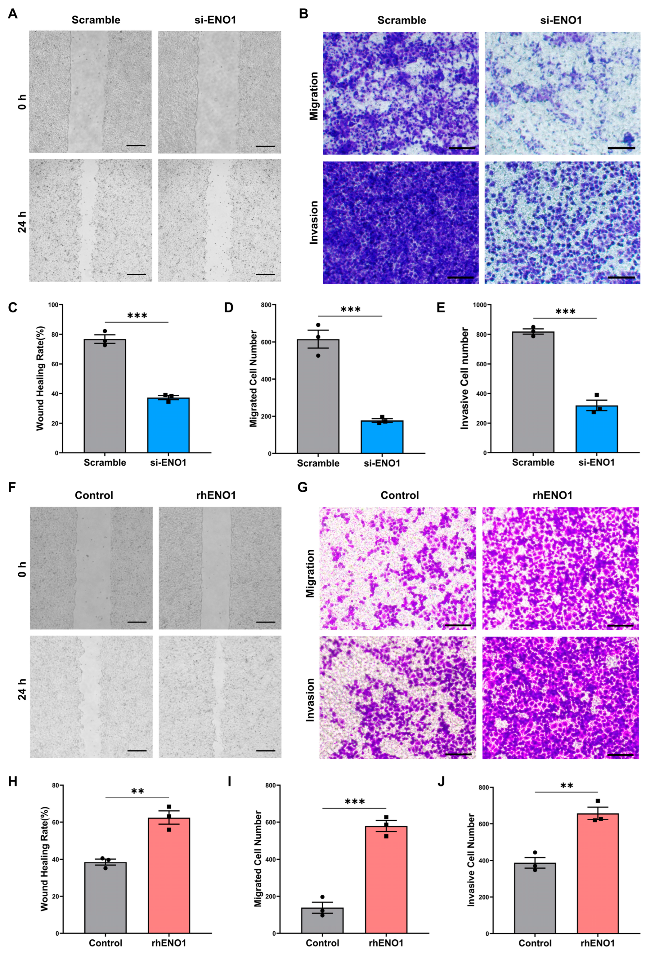Ijms 24 00737 g002 Ijms 24 00737 g002