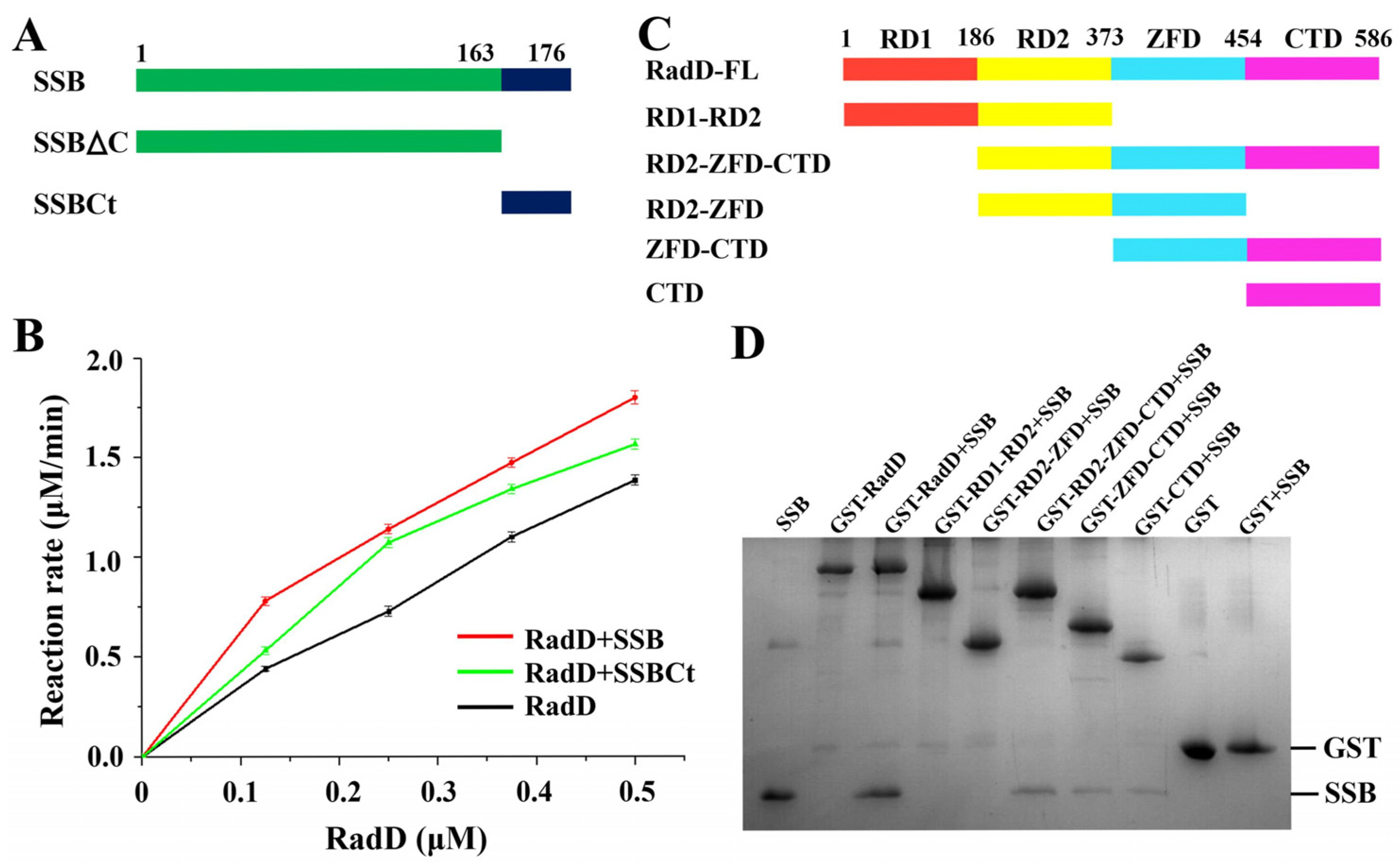 Ijms 24 00741 g004 Ijms 24 00741 g004