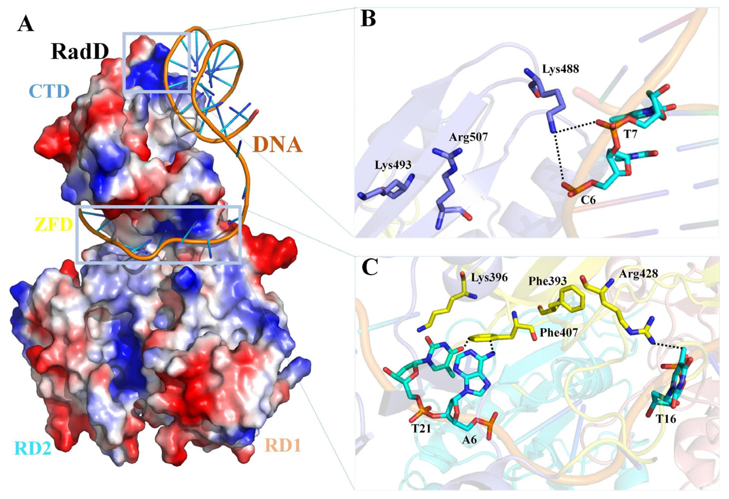 Ijms 24 00741 g007 Ijms 24 00741 g007
