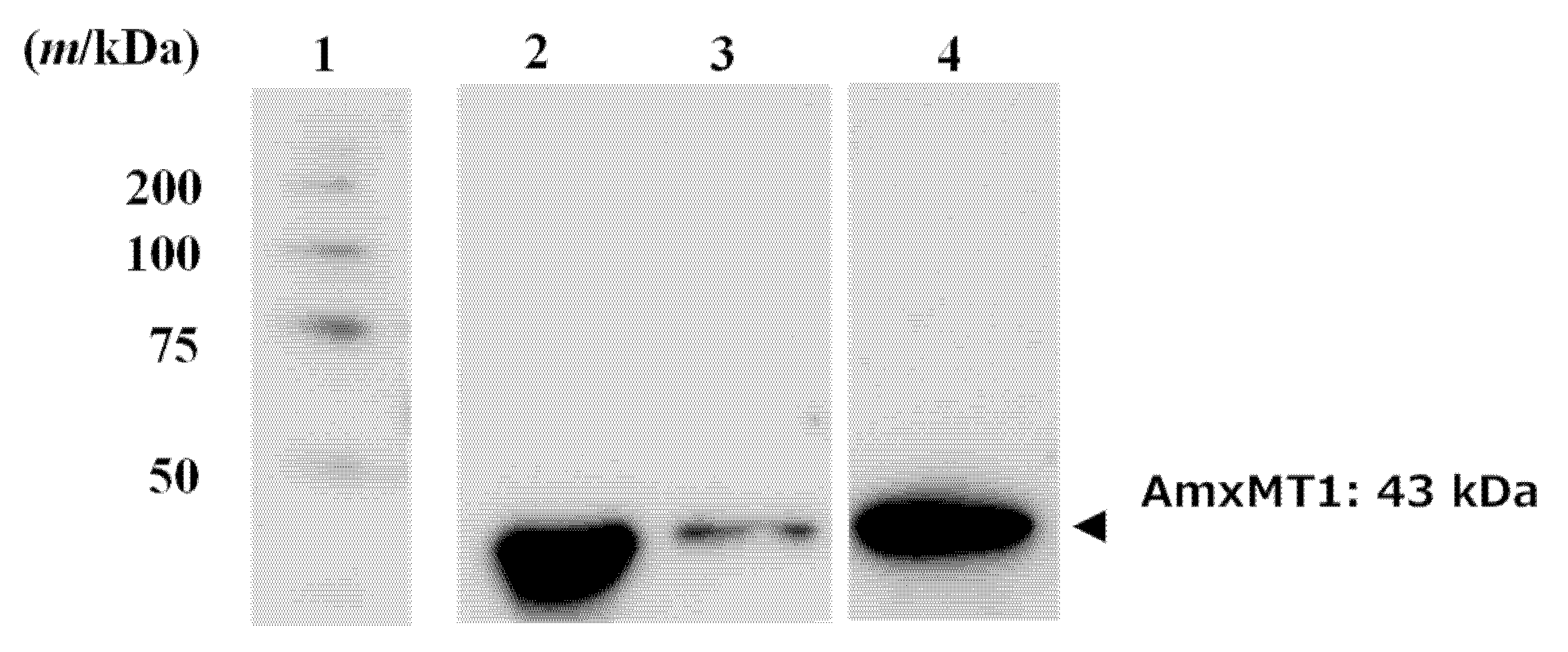 Ijms 24 00744 g005 Ijms 24 00744 g005