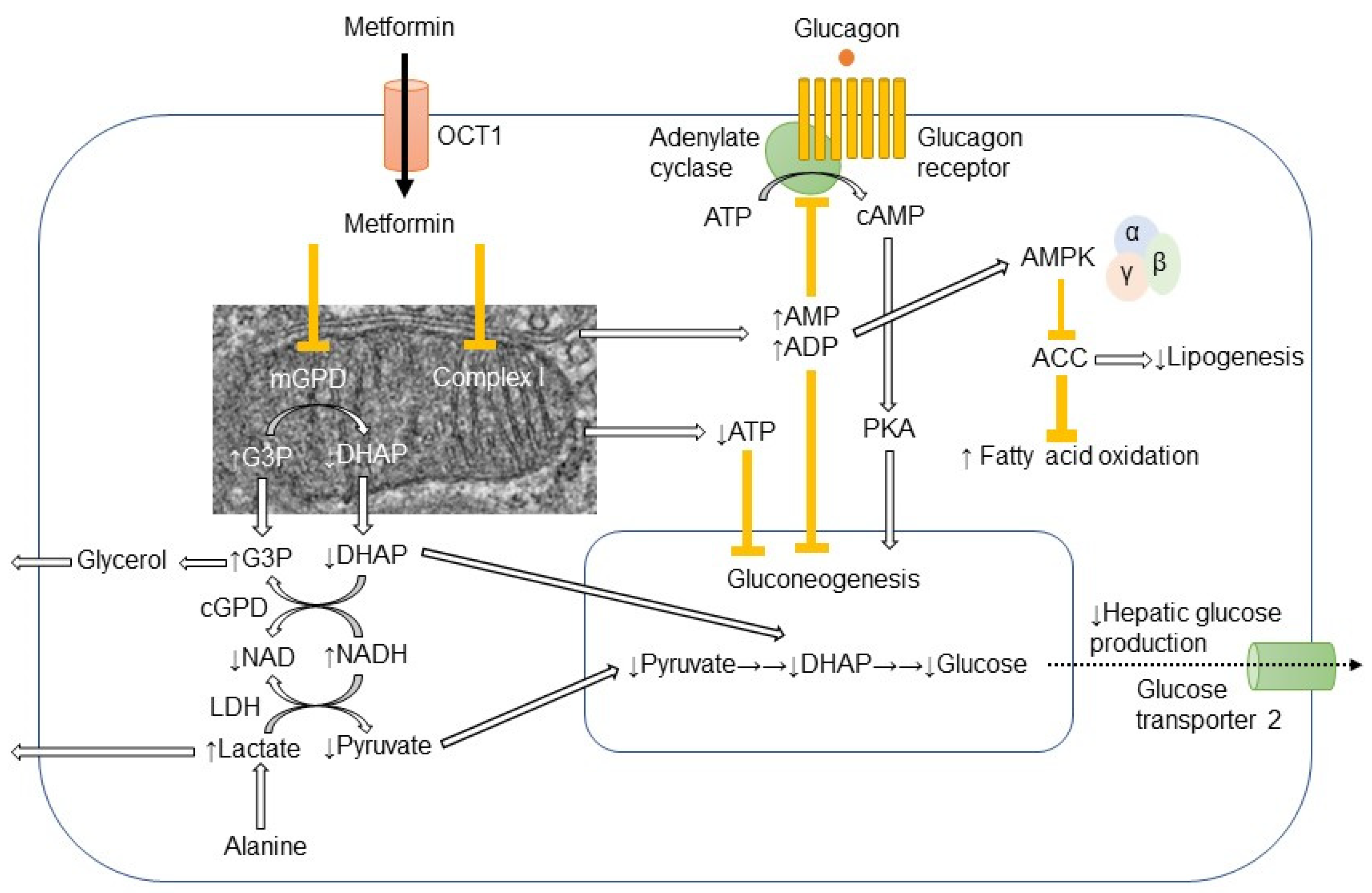 metformin on-line