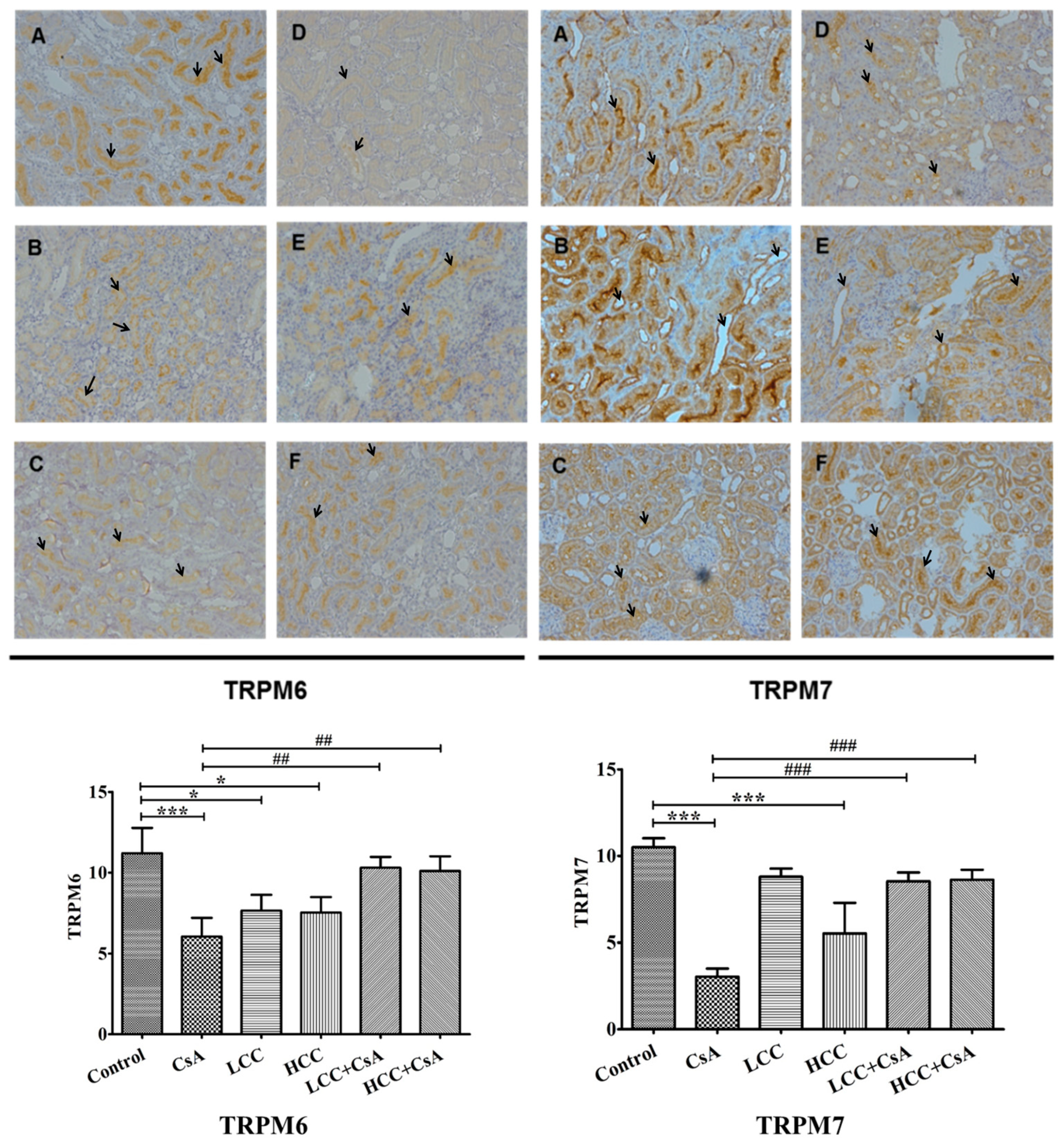 Ijms 24 00772 g005 Ijms 24 00772 g005