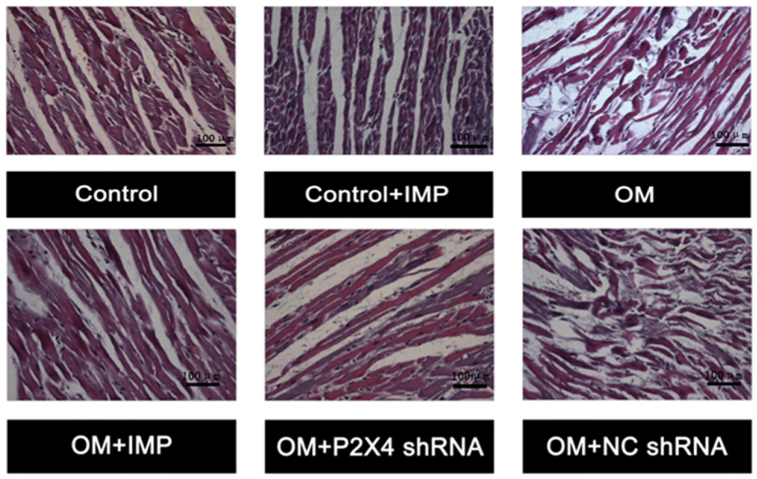 Ijms 24 00783 g004 Ijms 24 00783 g004