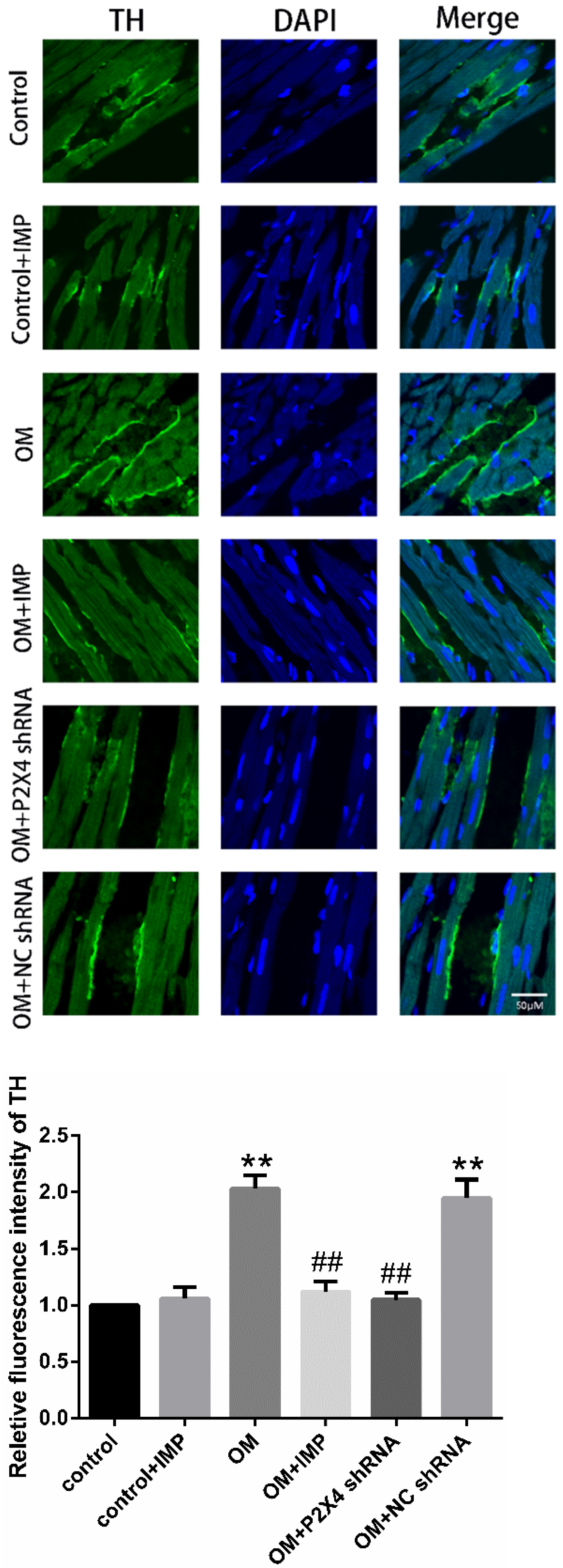 Ijms 24 00783 g005 Ijms 24 00783 g005
