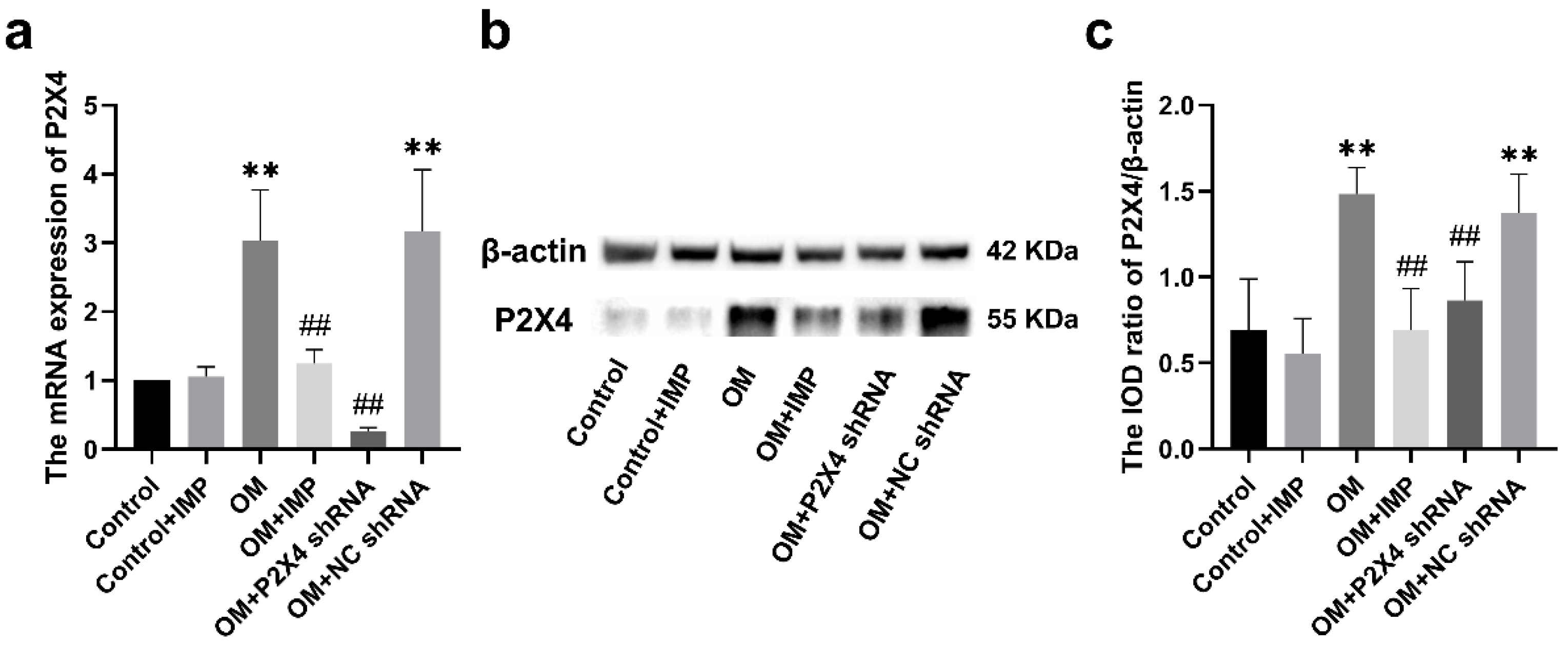 Ijms 24 00783 g006 Ijms 24 00783 g006