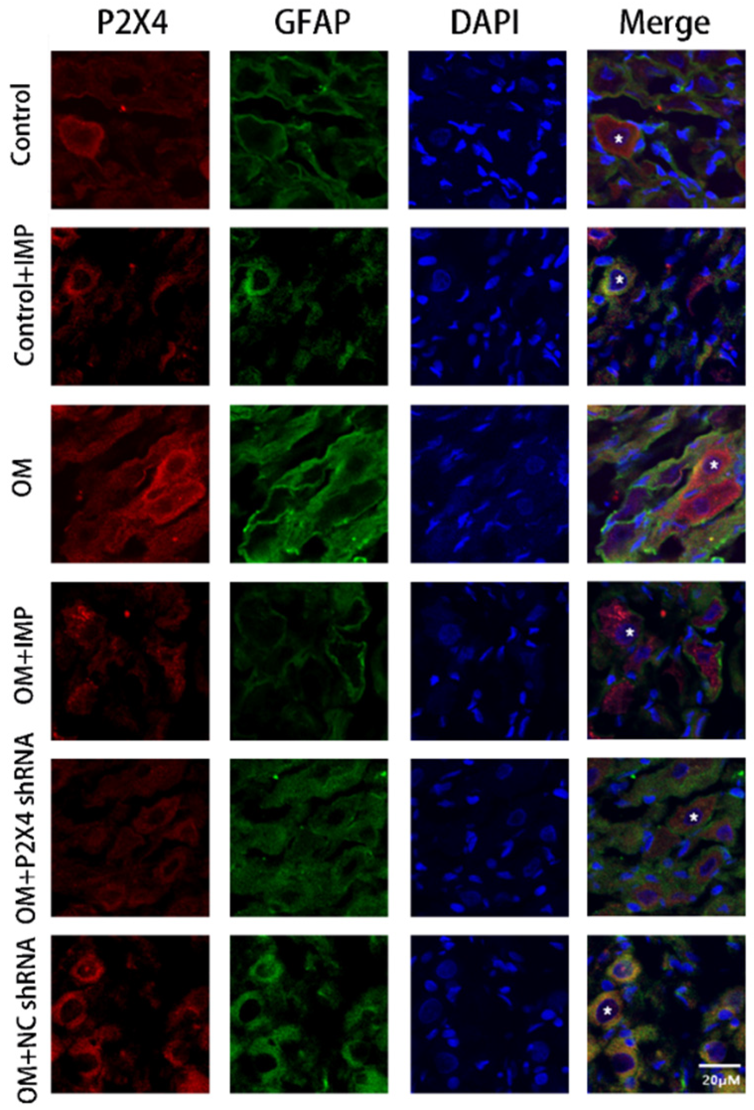 Ijms 24 00783 g007a Ijms 24 00783 g007a