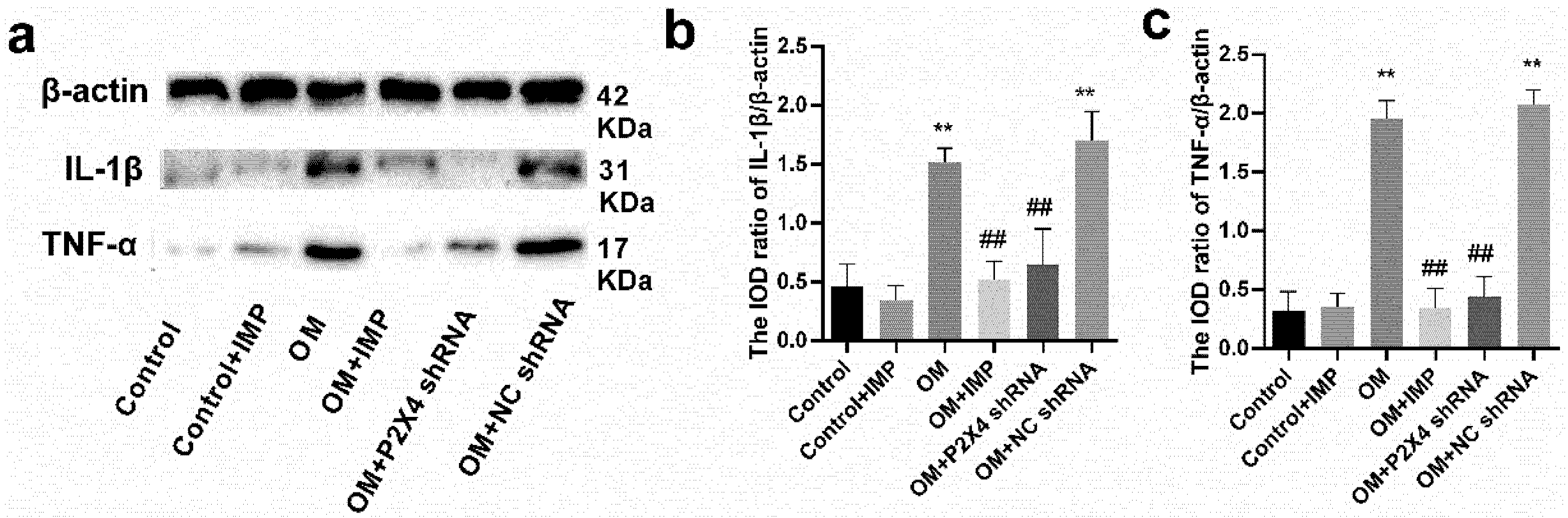 Ijms 24 00783 g009 Ijms 24 00783 g009
