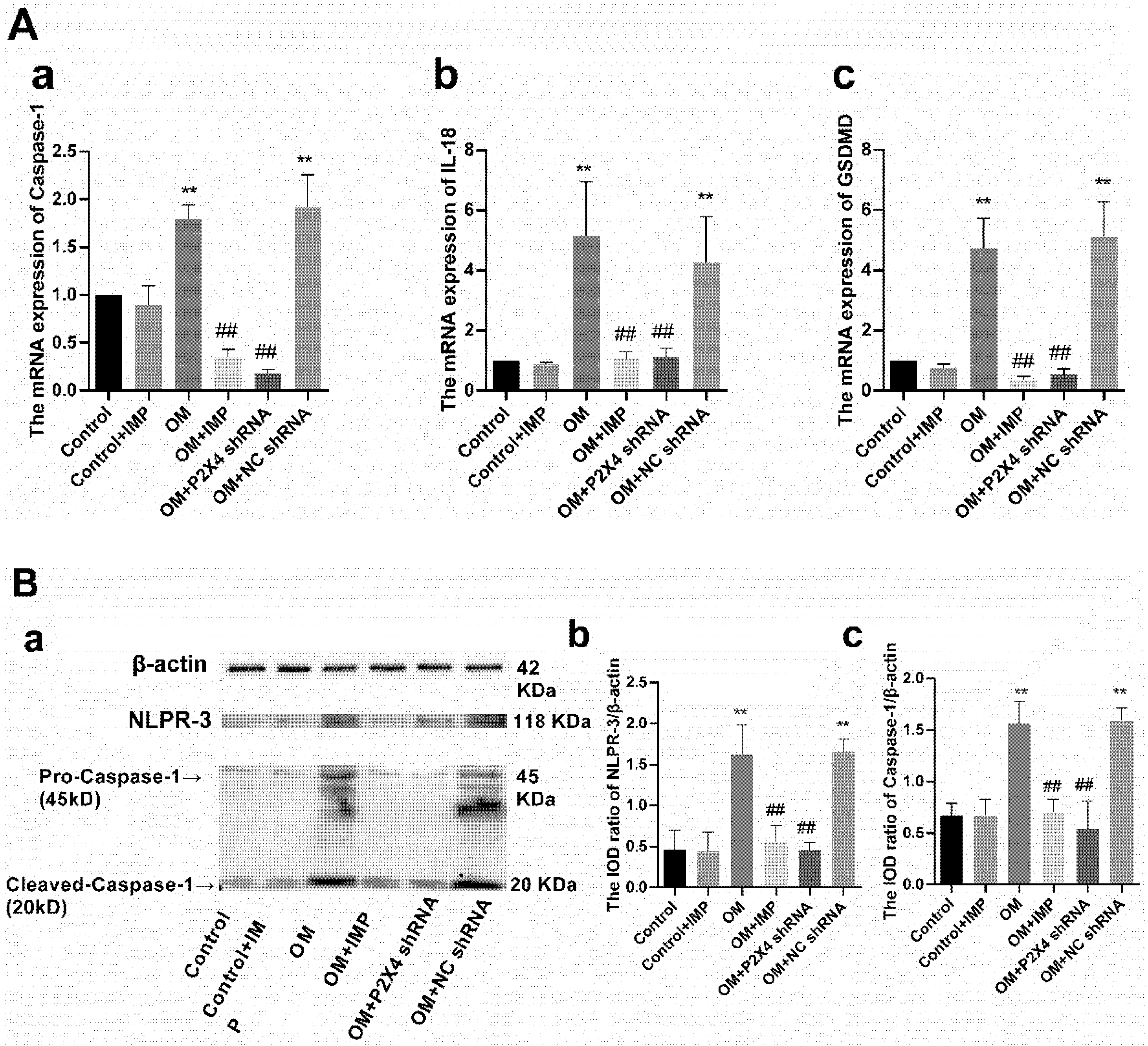 Ijms 24 00783 g010 Ijms 24 00783 g010