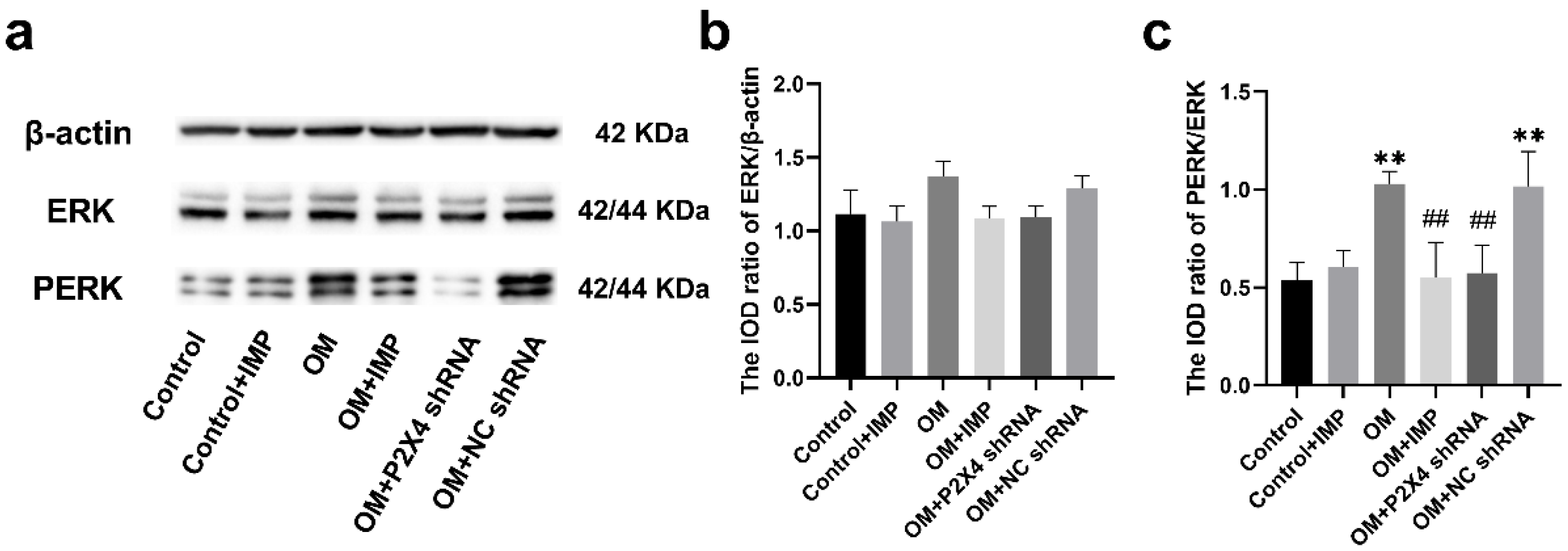 Ijms 24 00783 g011 Ijms 24 00783 g011