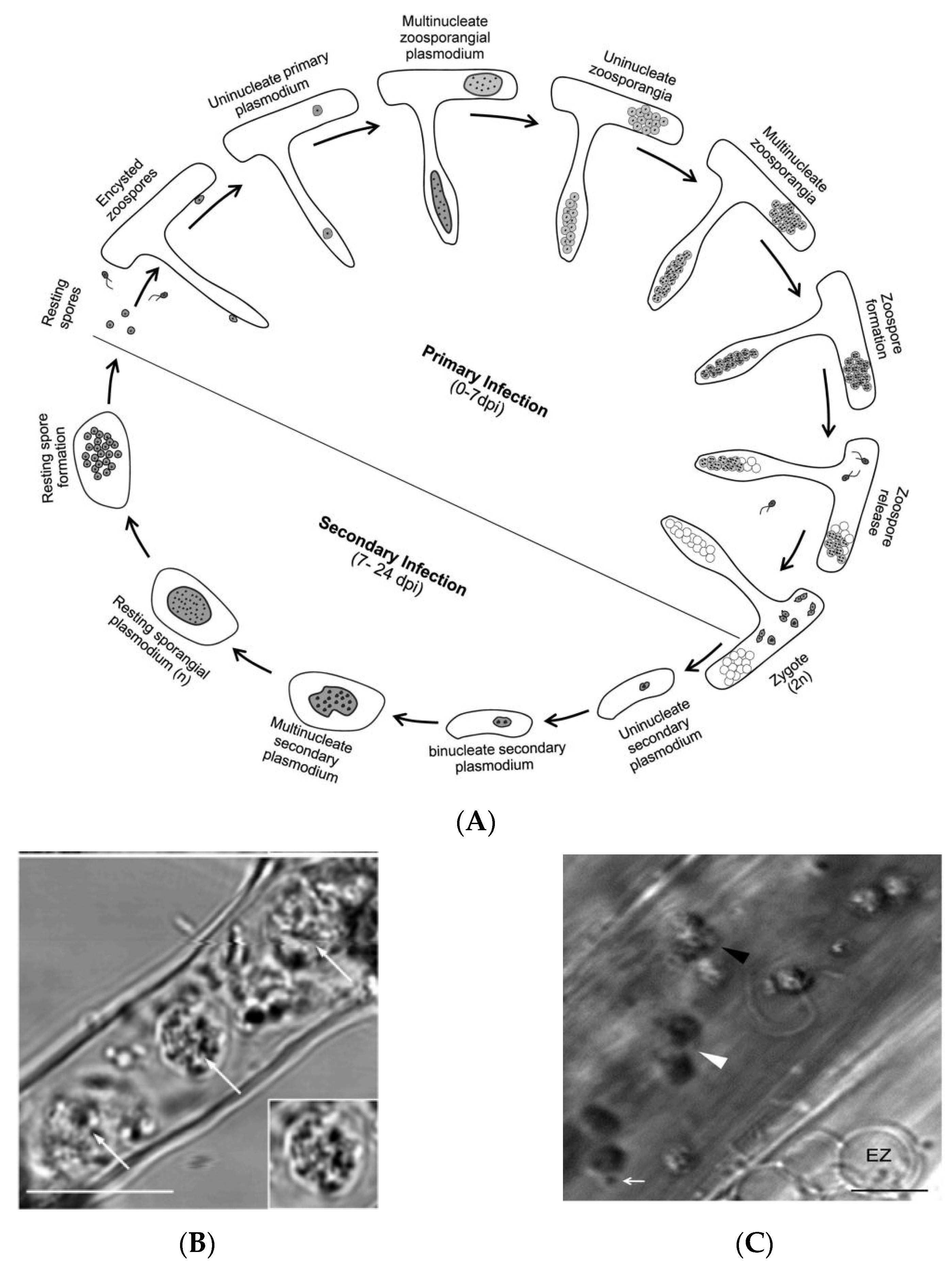 Ijms 24 00785 g002 Ijms 24 00785 g002