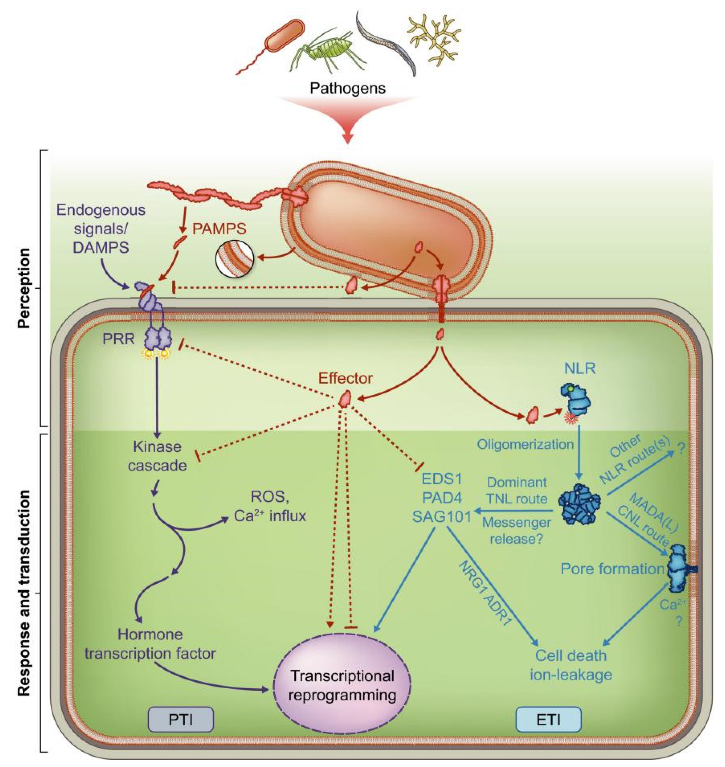 Ijms 24 00785 g003 Ijms 24 00785 g003