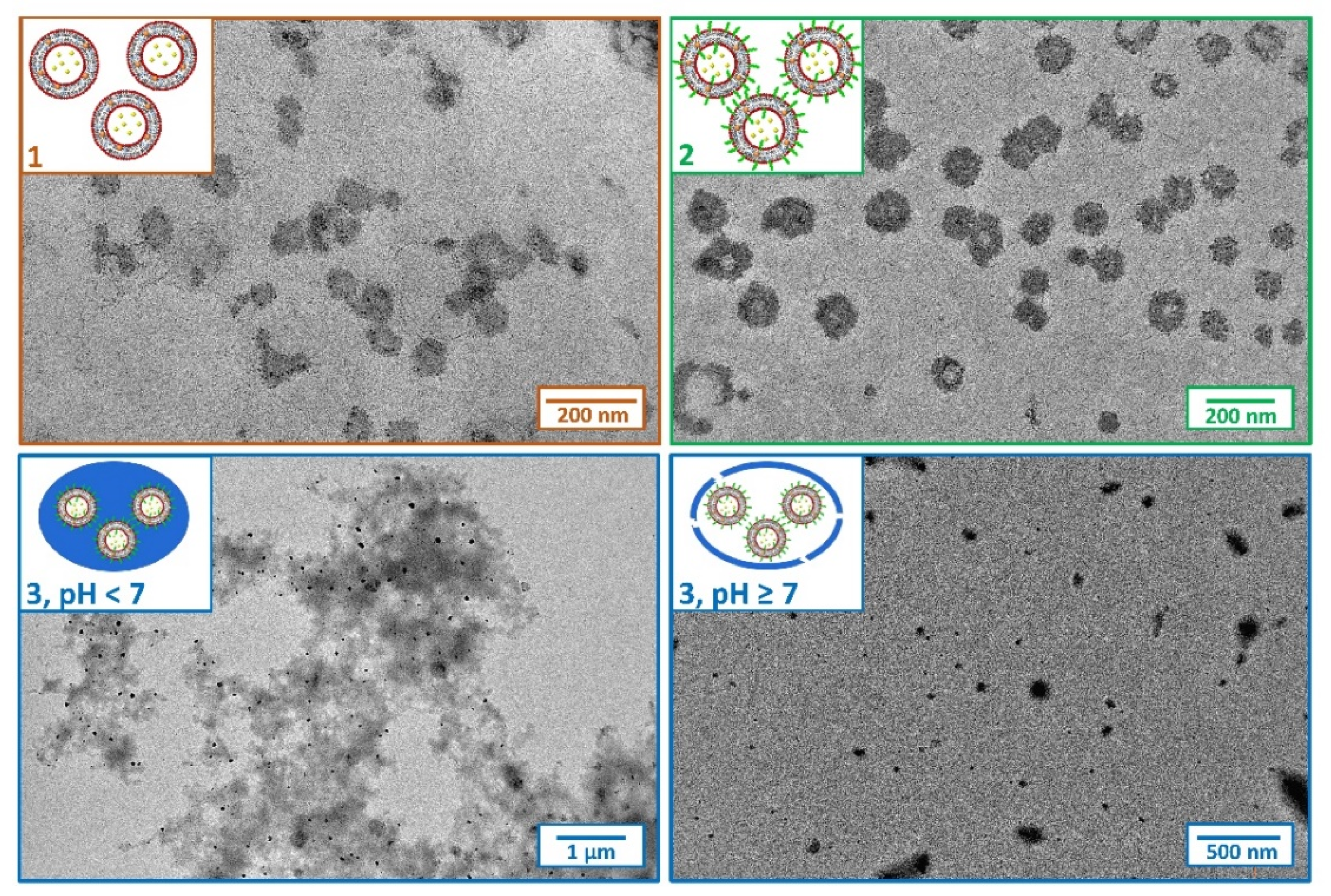 Ijms 24 00790 g003 Ijms 24 00790 g003