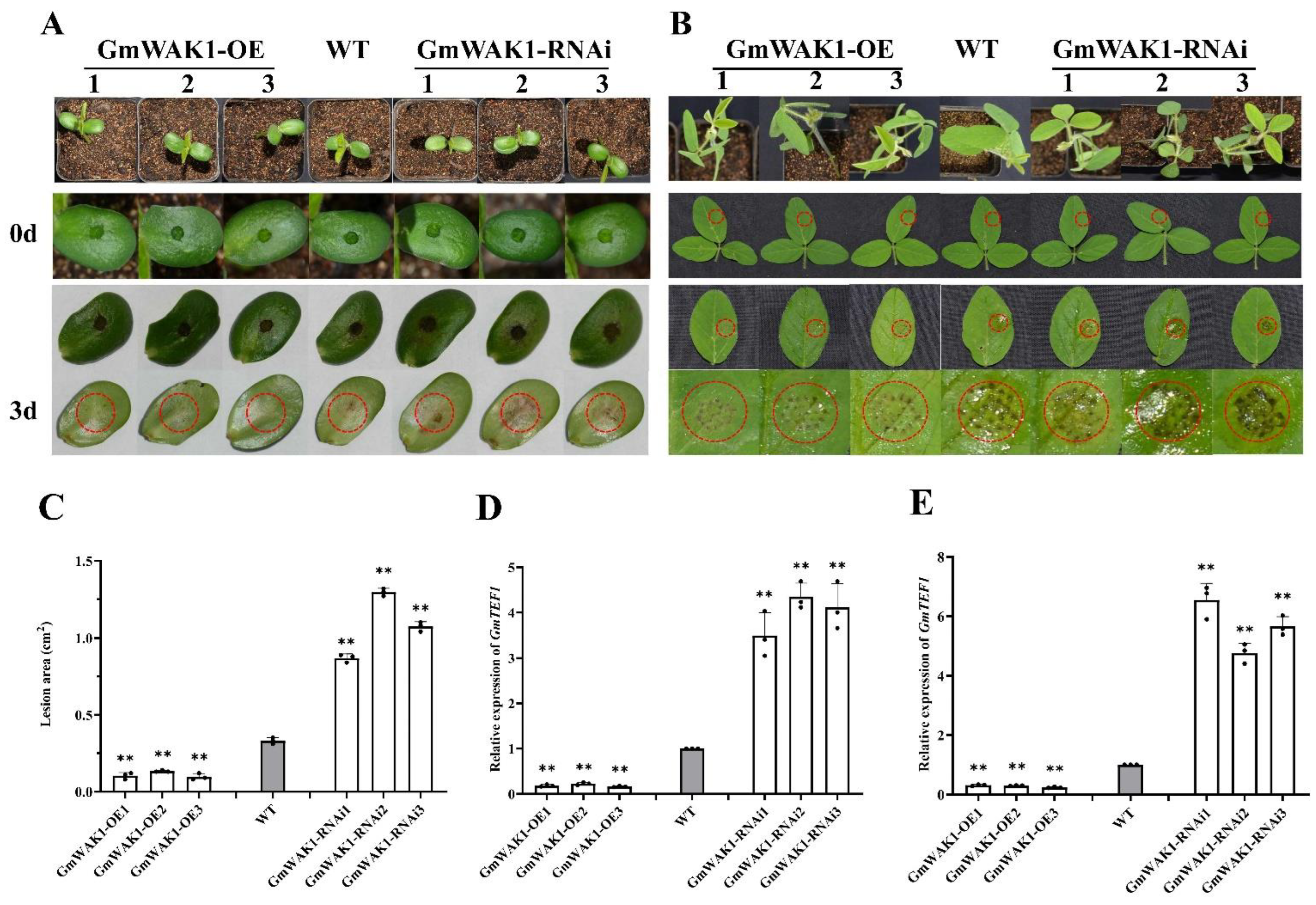 Ijms 24 00798 g003 Ijms 24 00798 g003