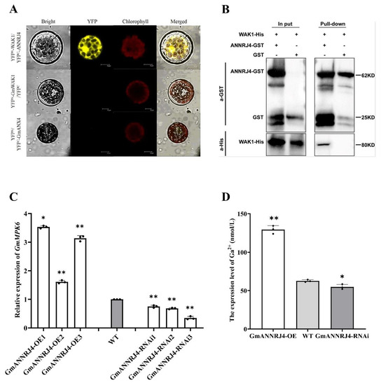 トマト Amazon.co.jp: モッツ クラマトトマトカクテル 946ml : 食品