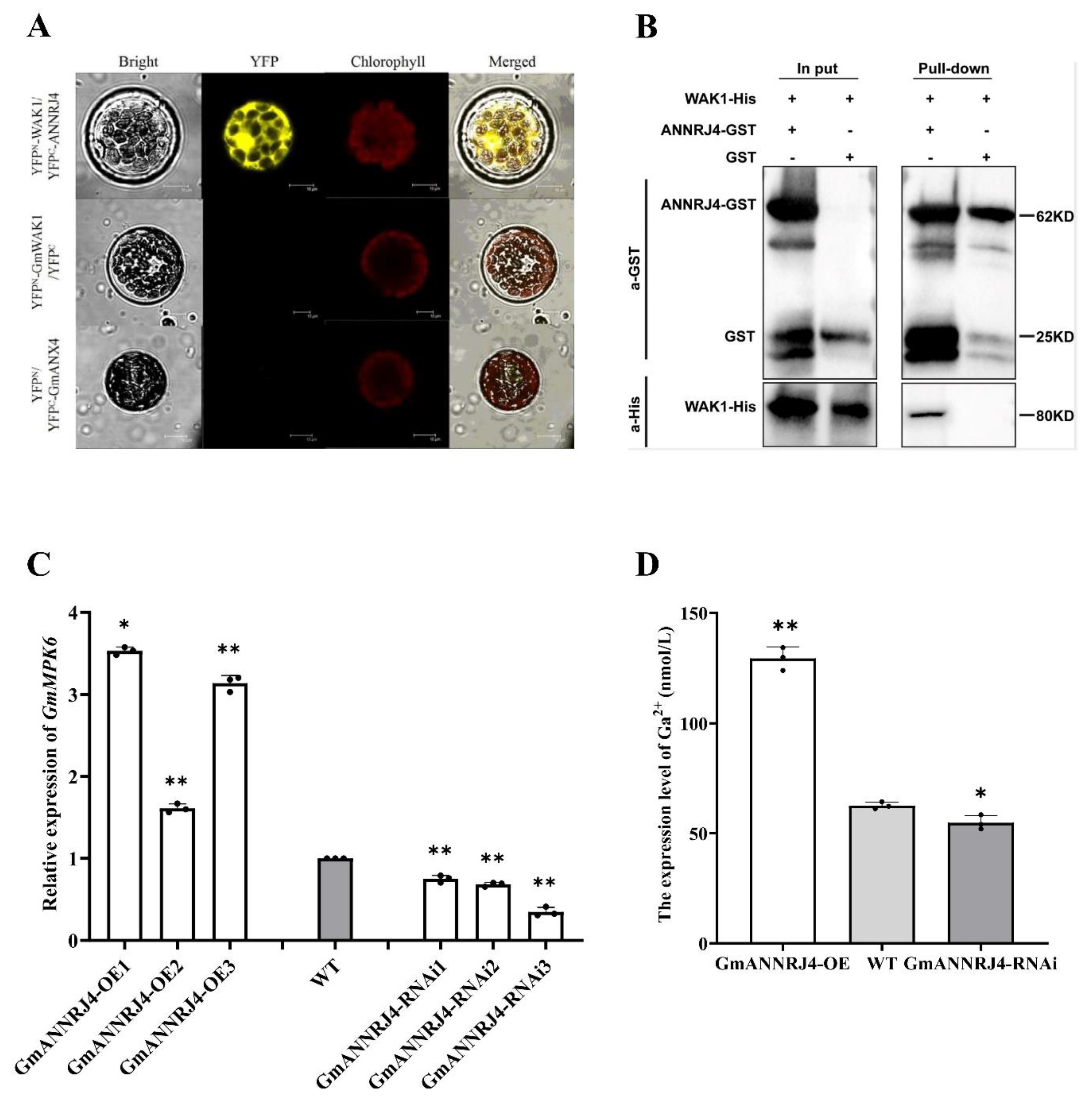 Ijms 24 00798 g006 Ijms 24 00798 g006