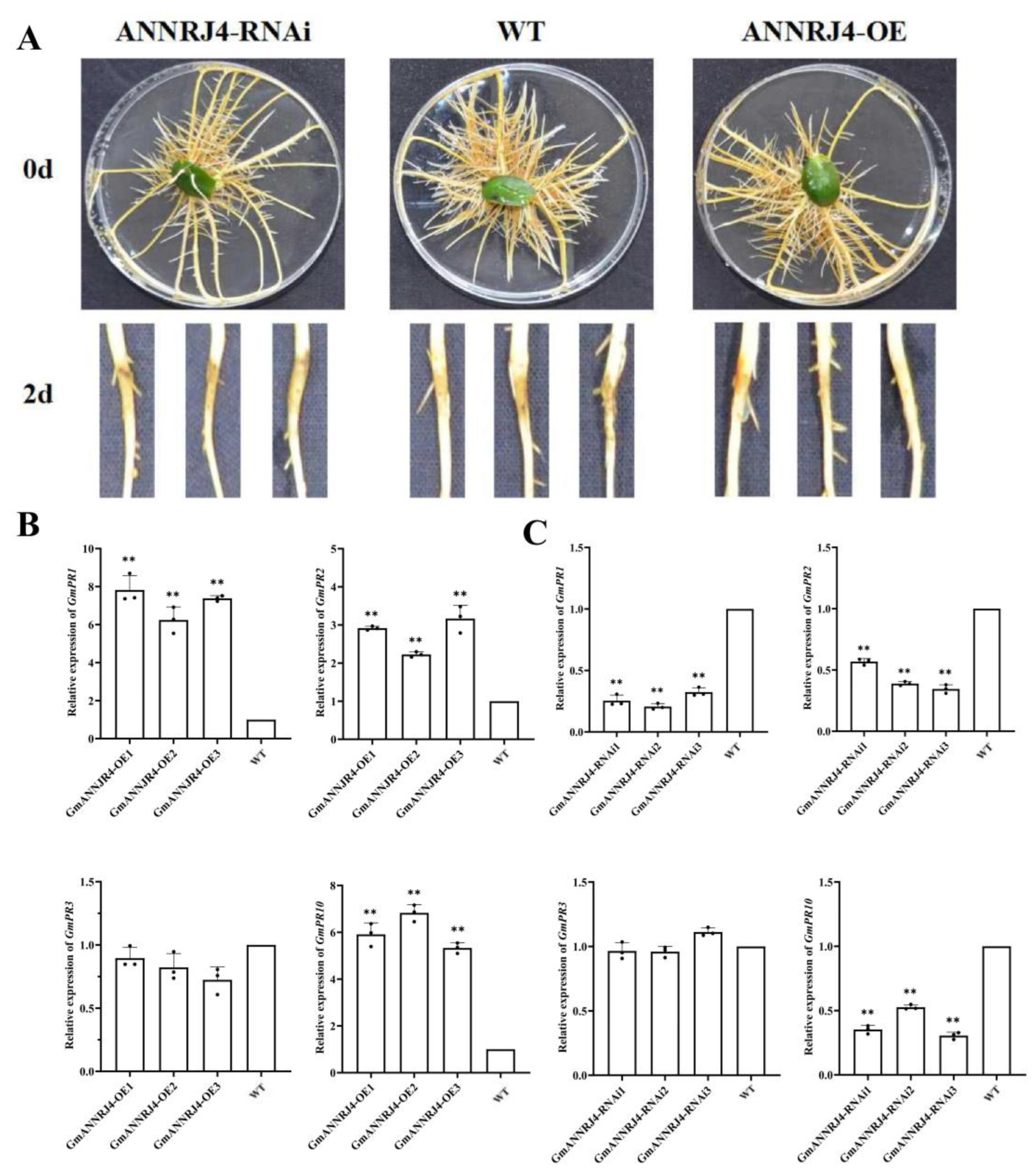 Ijms 24 00798 g007 Ijms 24 00798 g007
