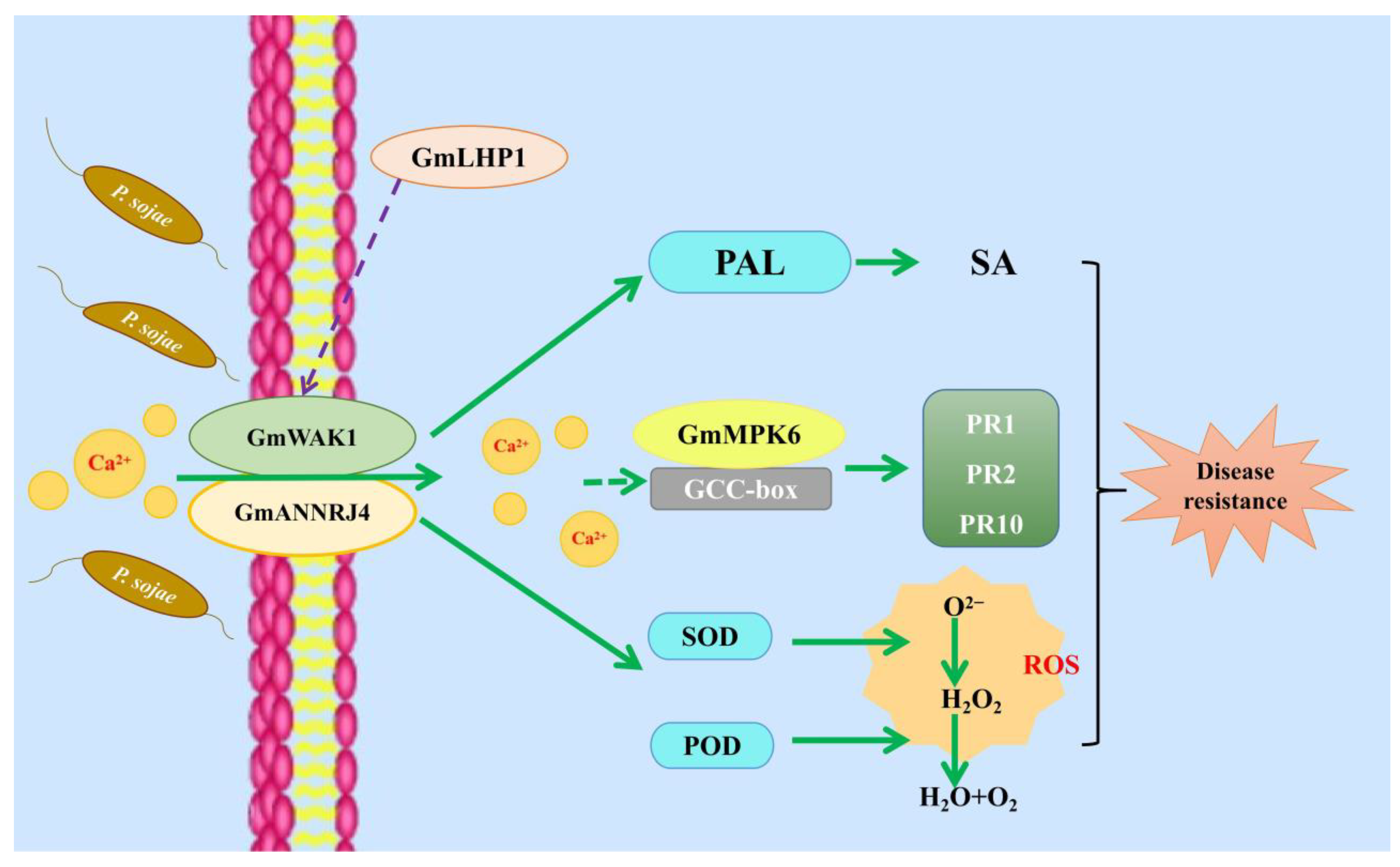 Ijms 24 00798 g008 Ijms 24 00798 g008