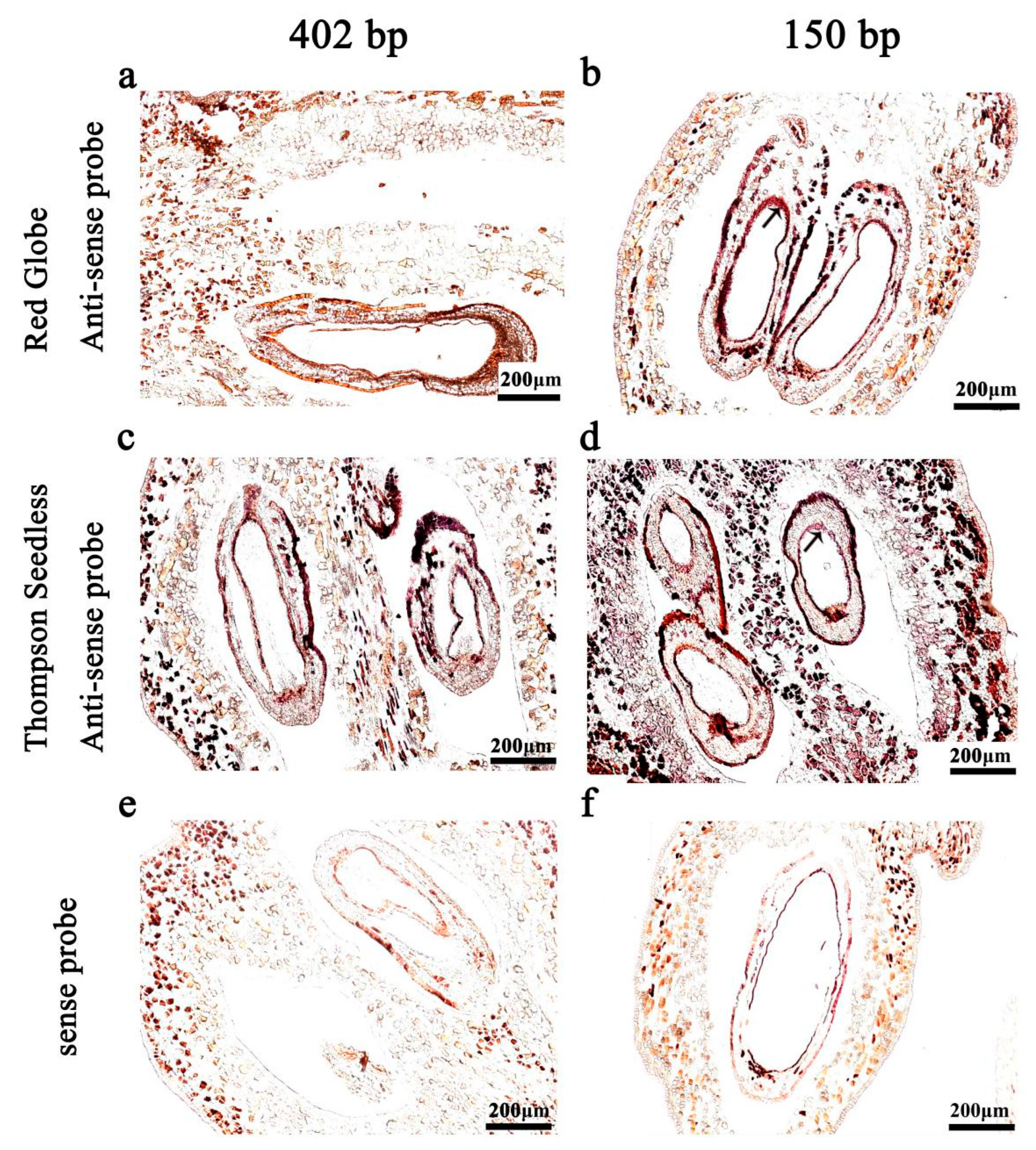 Ijms 24 00800 g002 Ijms 24 00800 g002