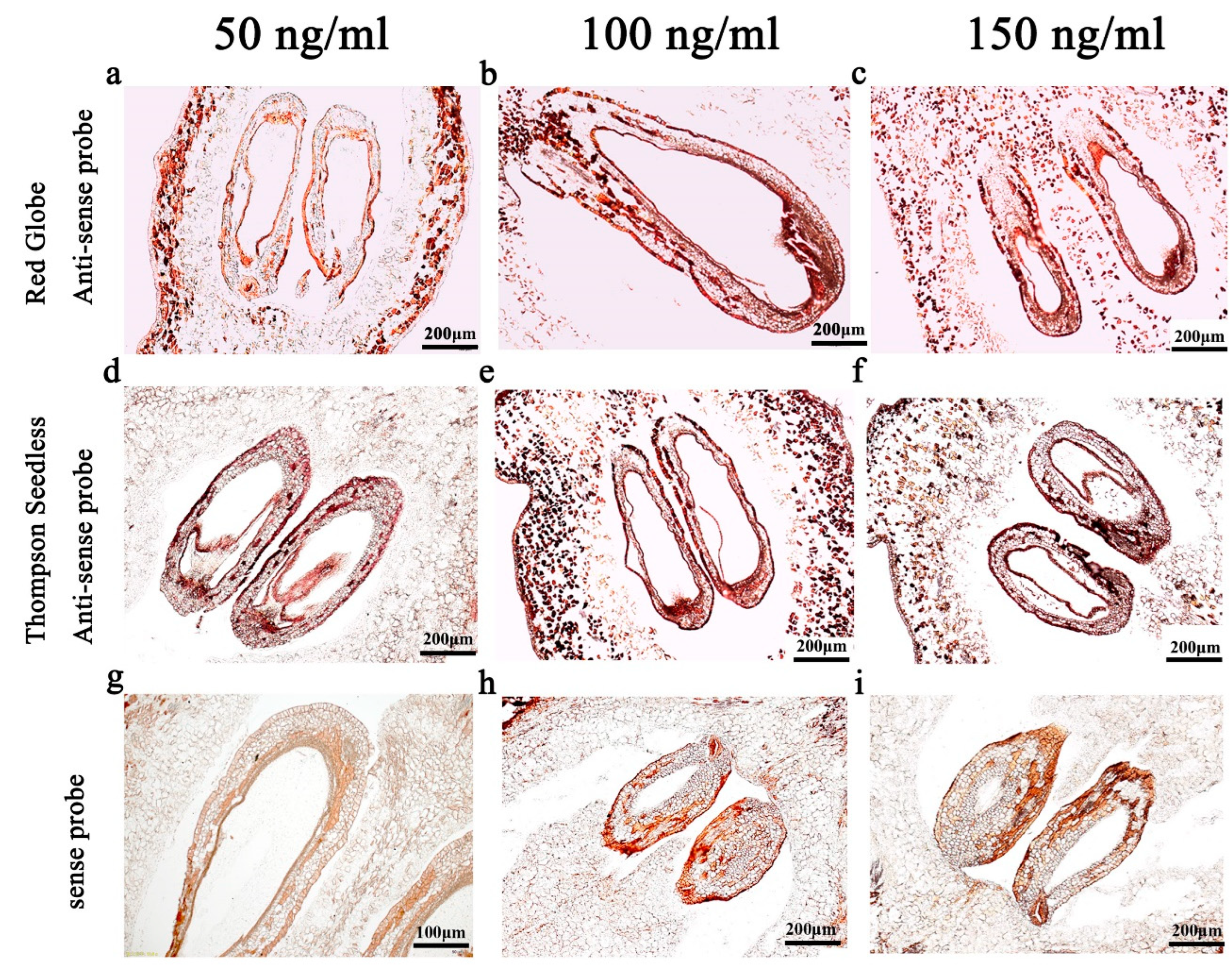 Ijms 24 00800 g003 Ijms 24 00800 g003