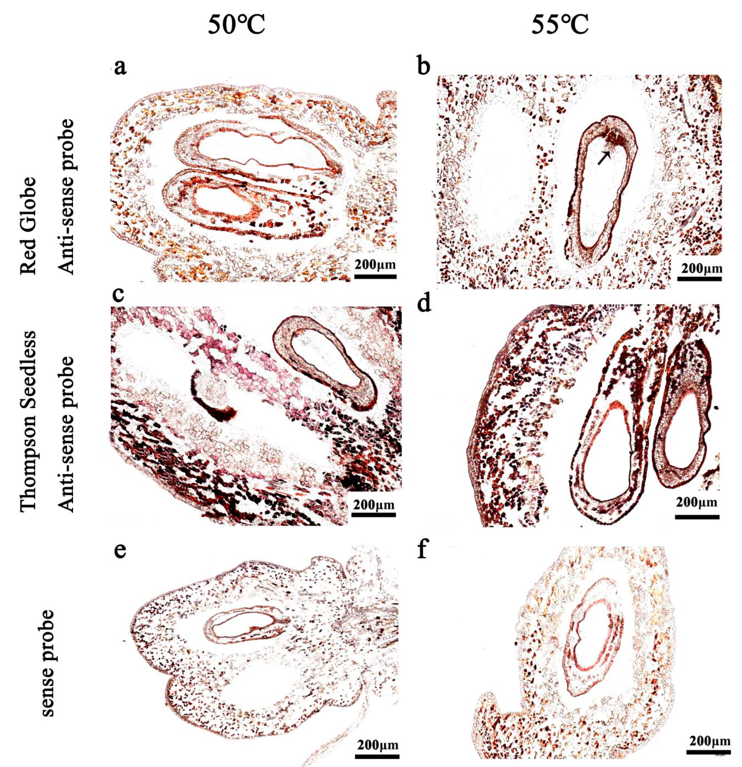 Ijms 24 00800 g004 Ijms 24 00800 g004