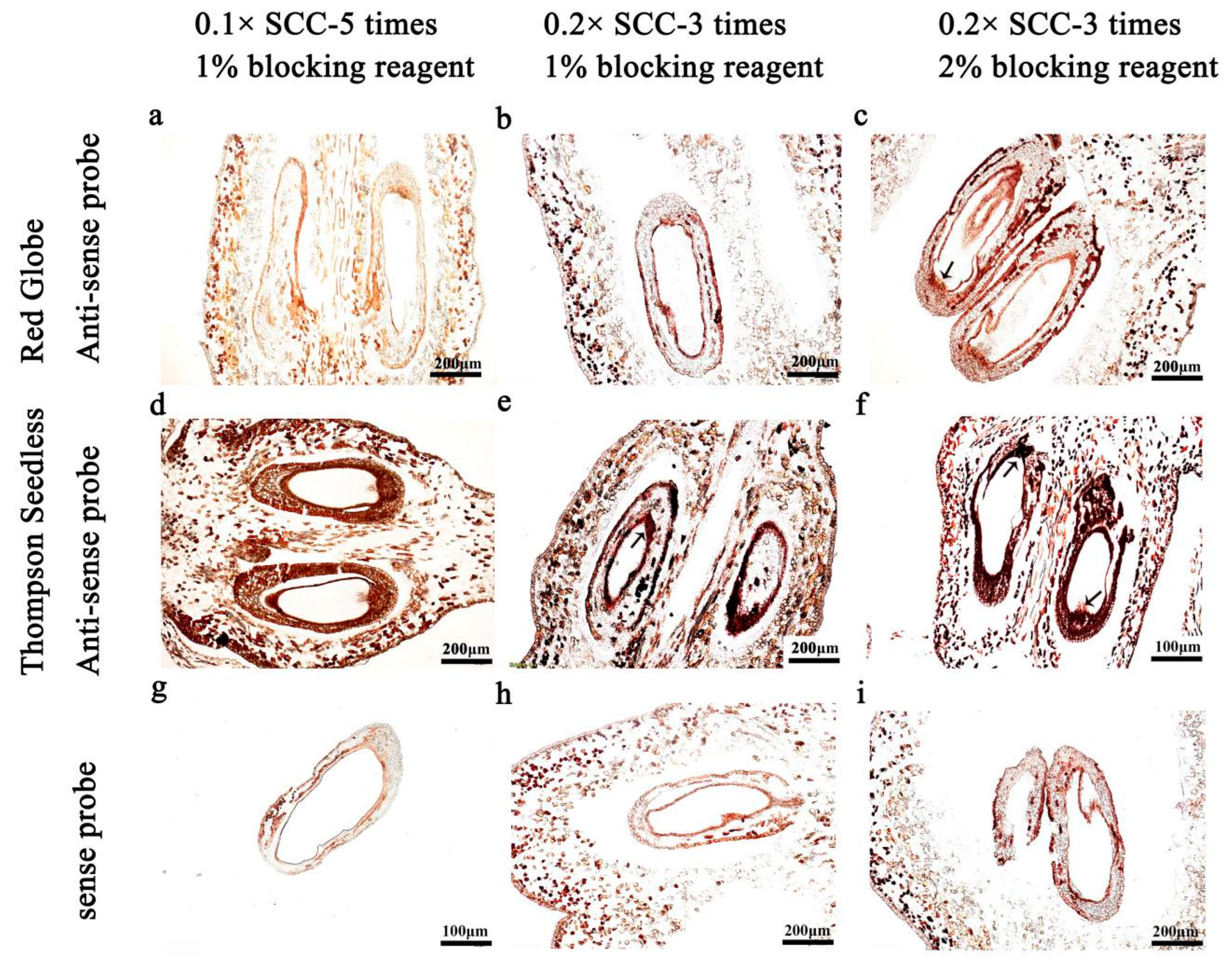 Ijms 24 00800 g005 Ijms 24 00800 g005