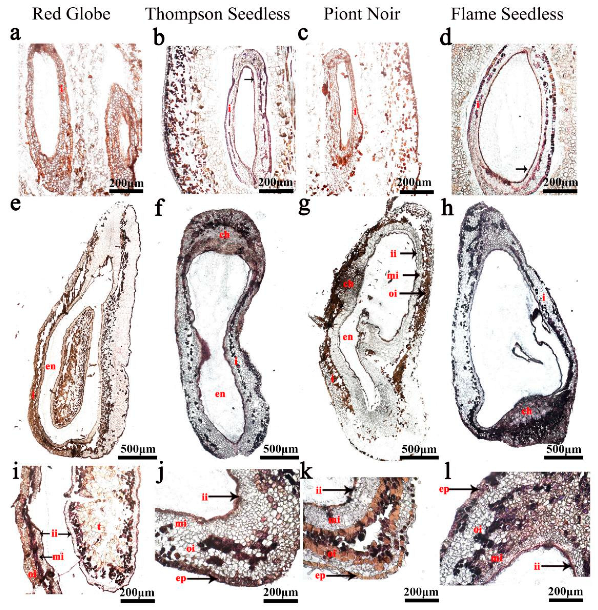 Ijms 24 00800 g006 Ijms 24 00800 g006