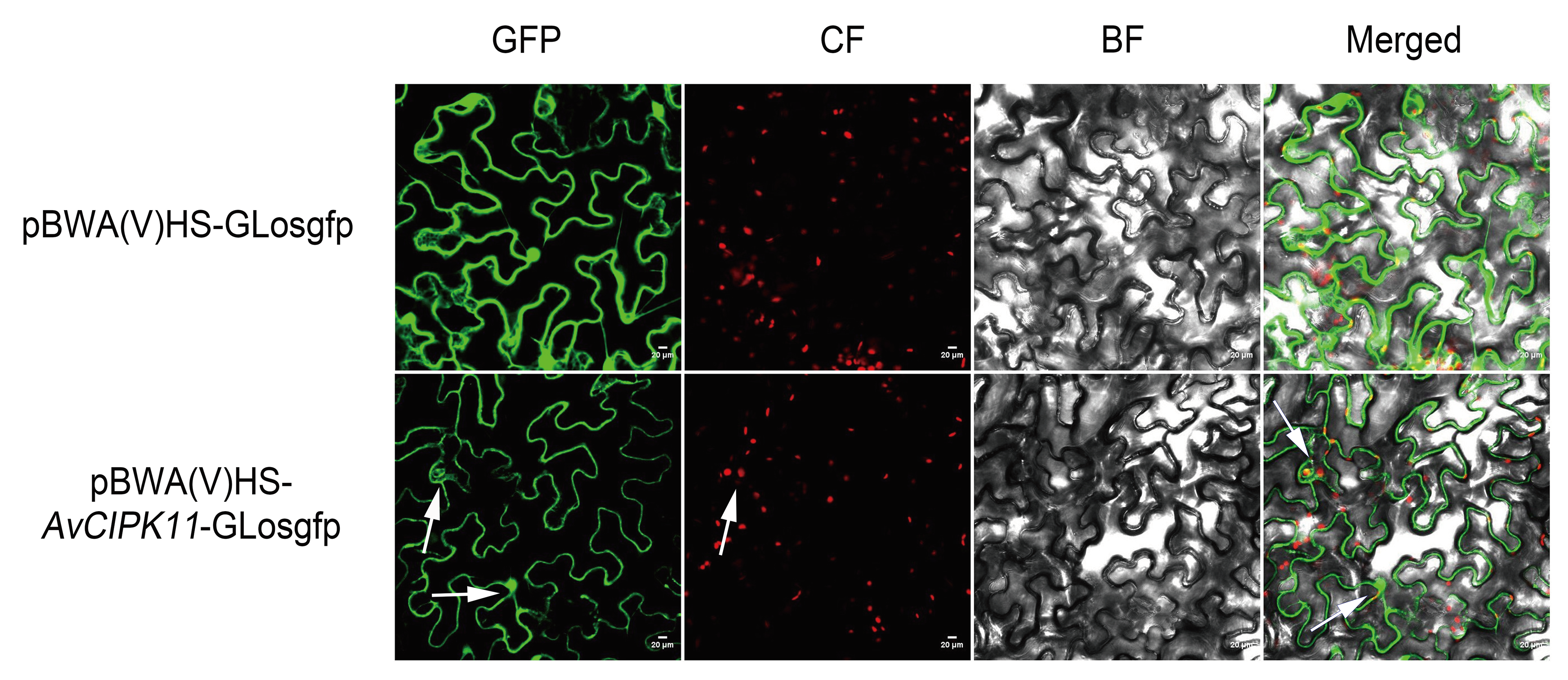 Ijms 24 00805 g005 Ijms 24 00805 g005