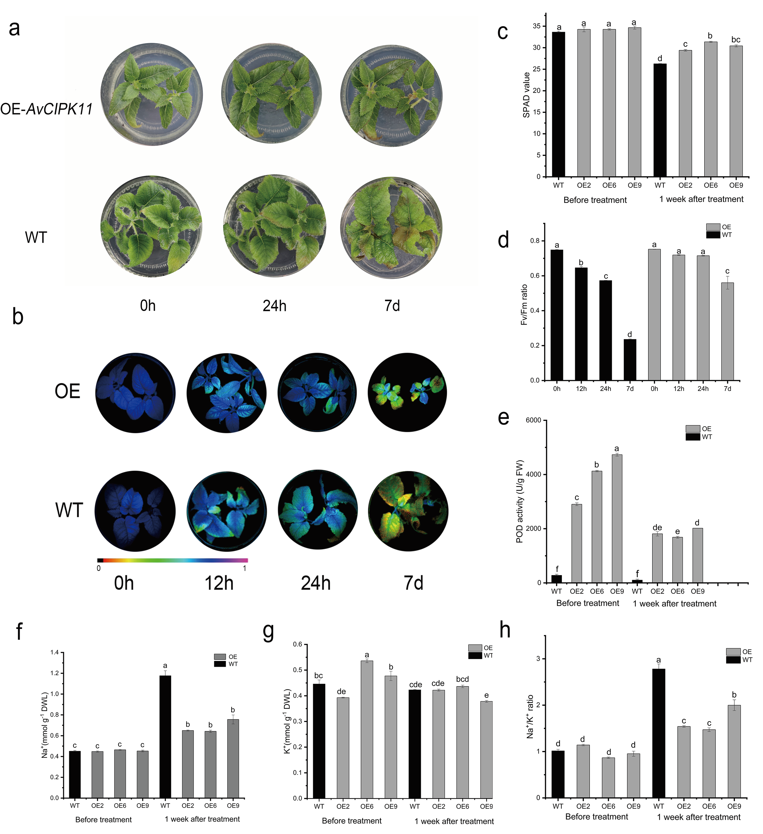 Ijms 24 00805 g007 Ijms 24 00805 g007