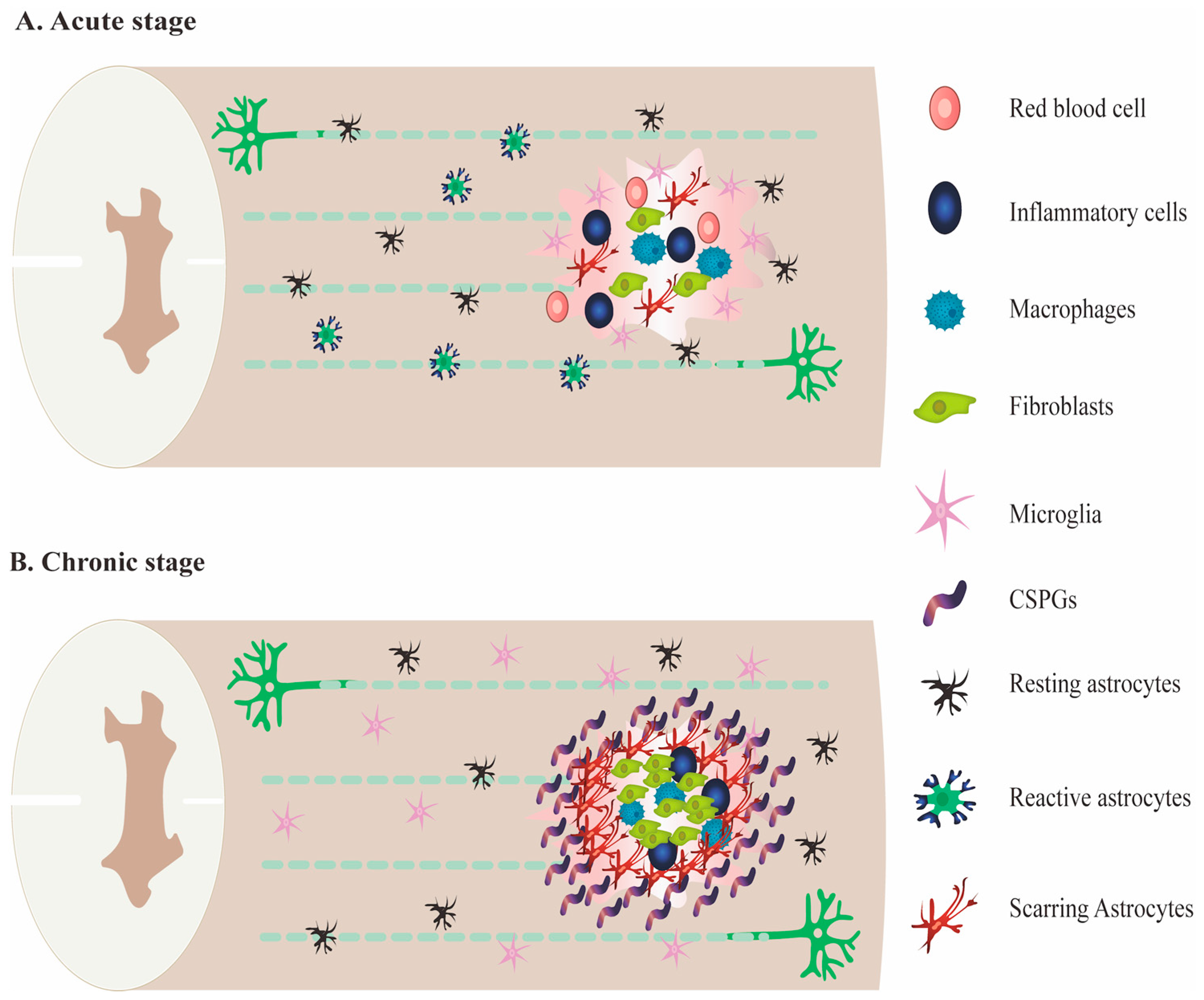 Ijms 24 00816 g001 Ijms 24 00816 g001