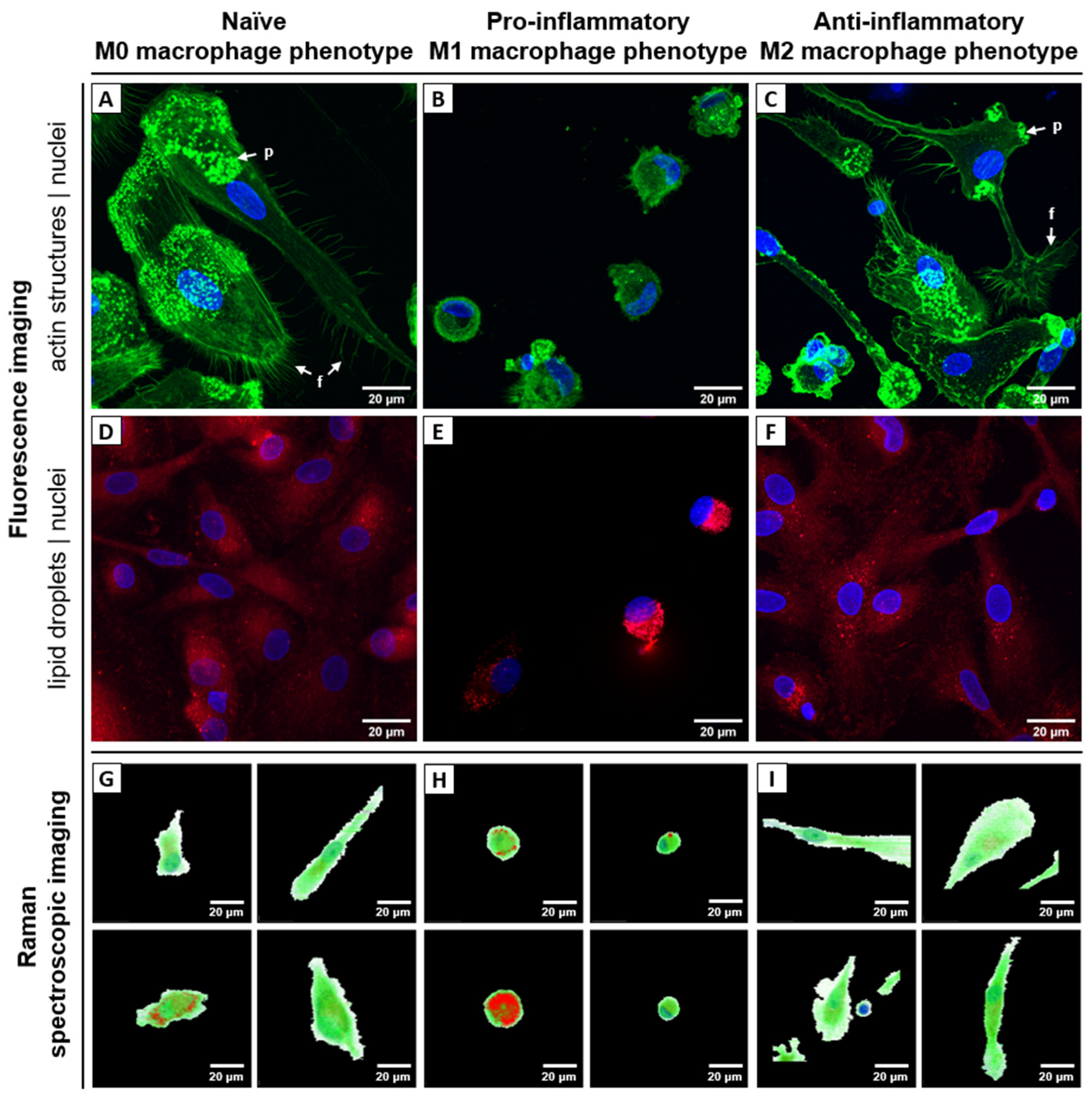 Ijms 24 00824 g002 Ijms 24 00824 g002