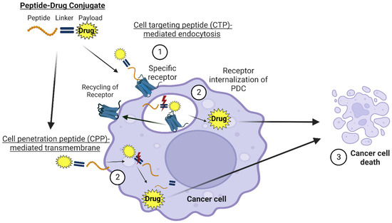 Peptide Drug Conjugates and Their Role in Cancer Therapy