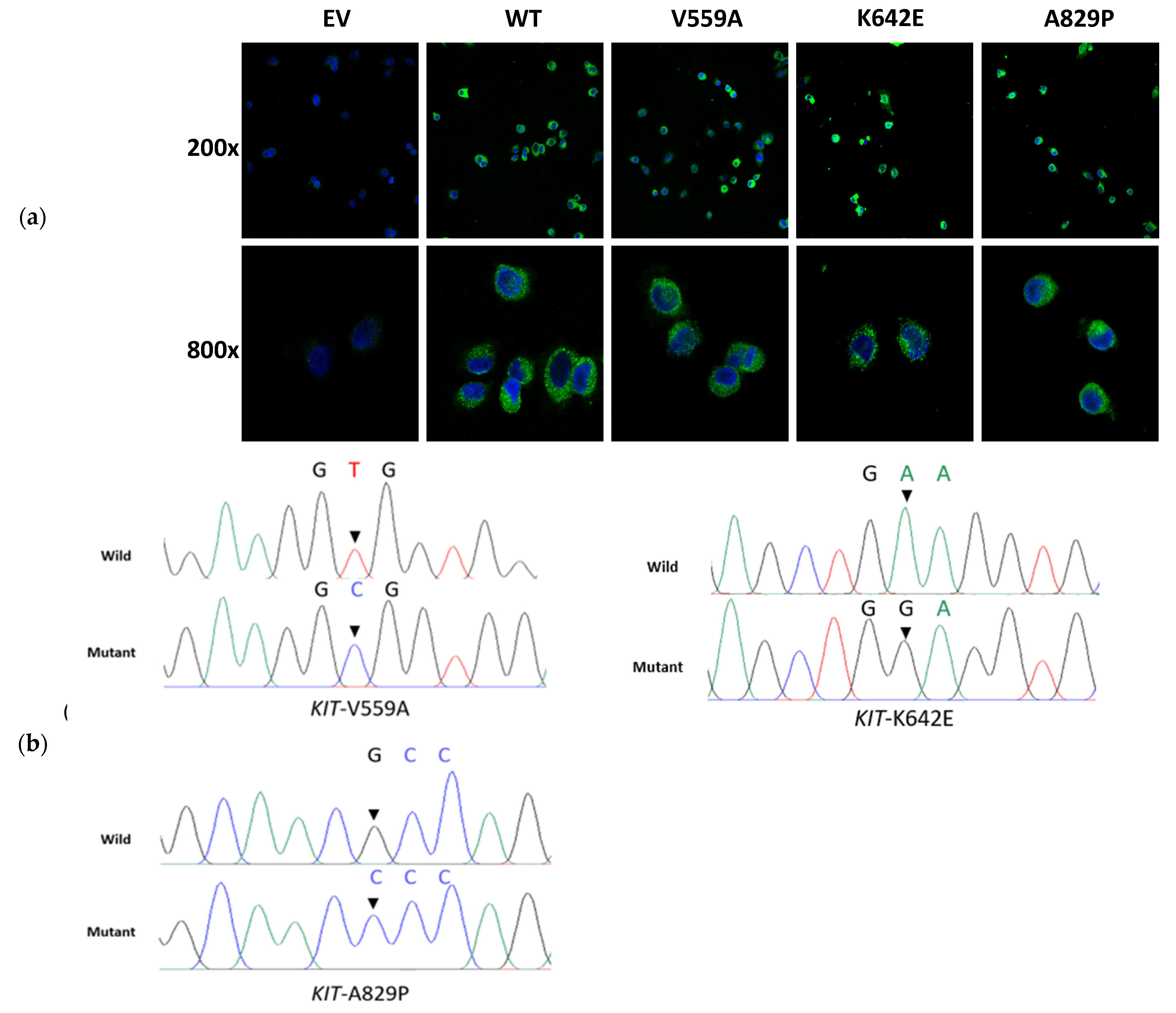 Ijms 24 00830 g004a