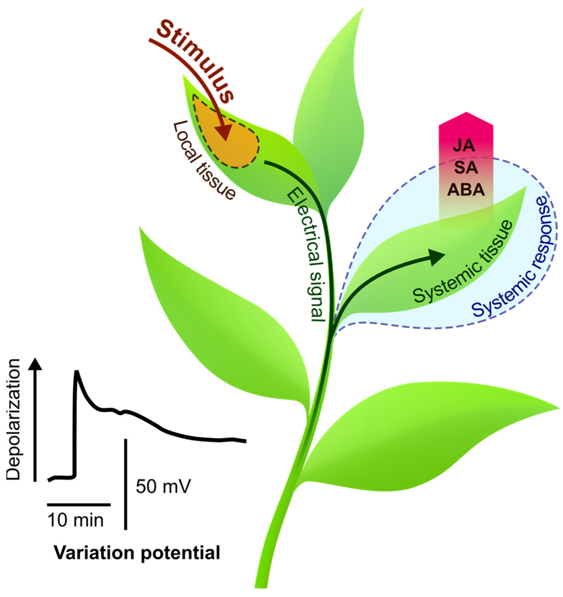 IJMS Free FullText Integration of Electrical Signals and