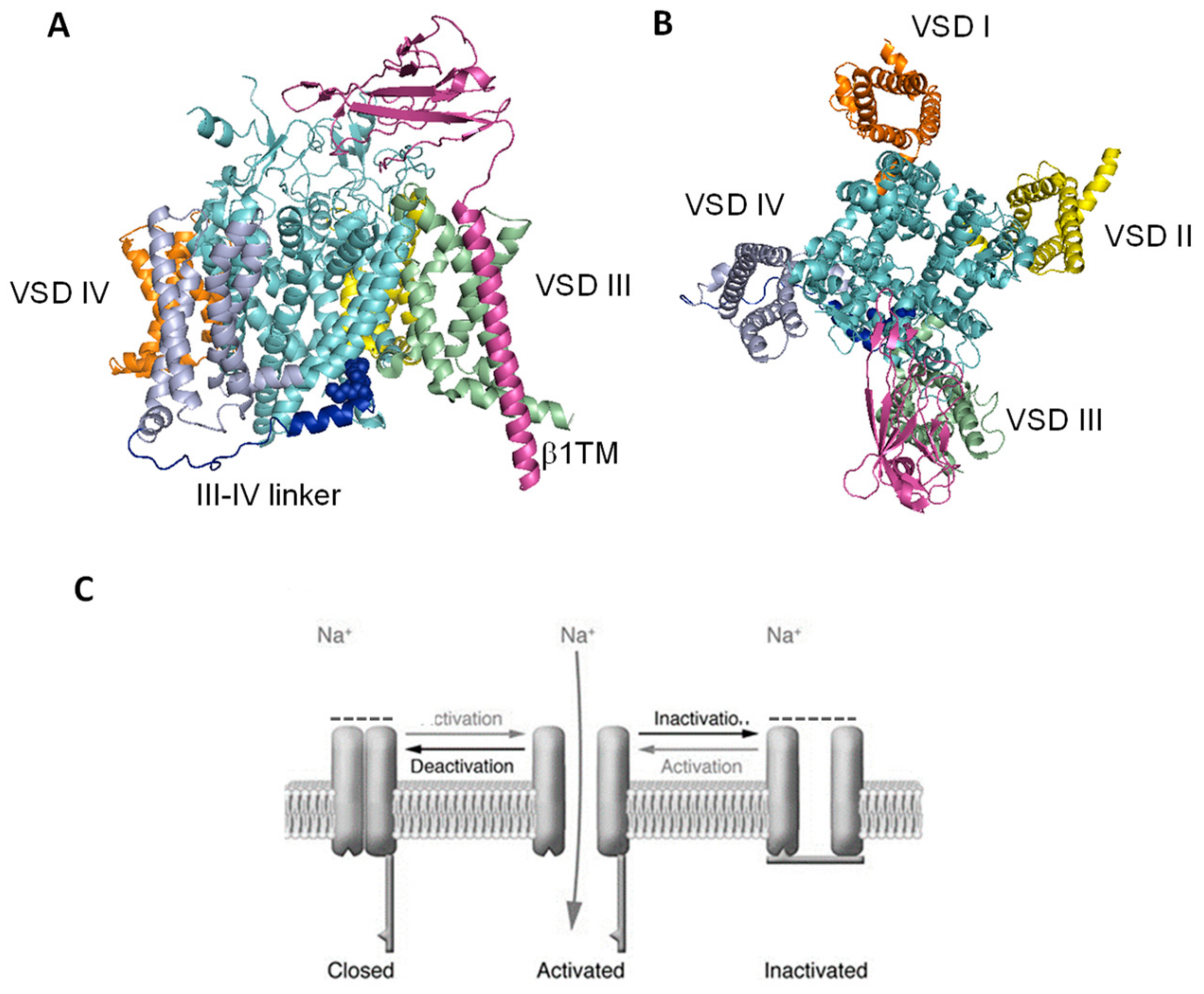 Ijms 24 00857 g001 Ijms 24 00857 g001
