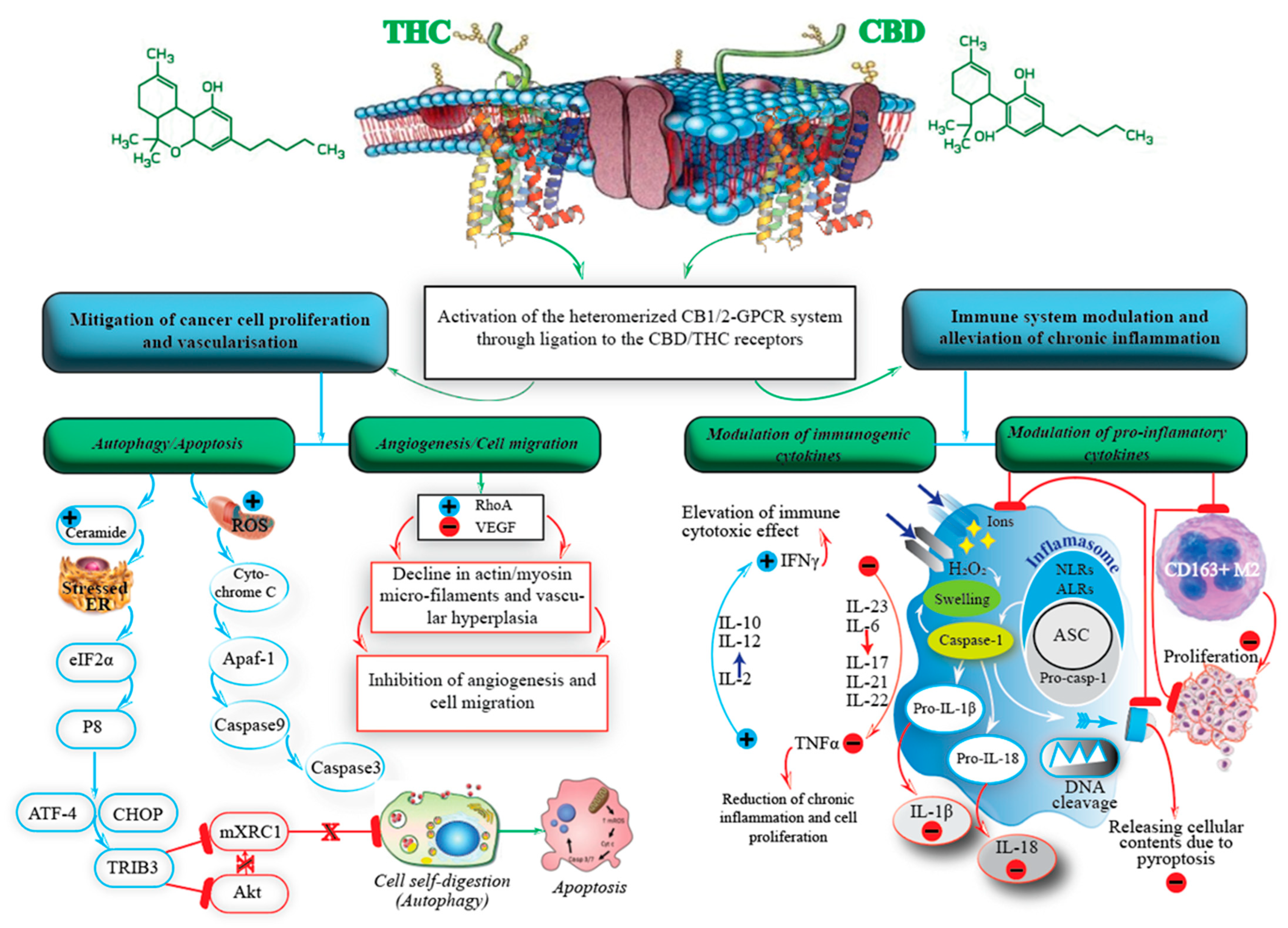 Ijms 24 00859 g001 Ijms 24 00859 g001