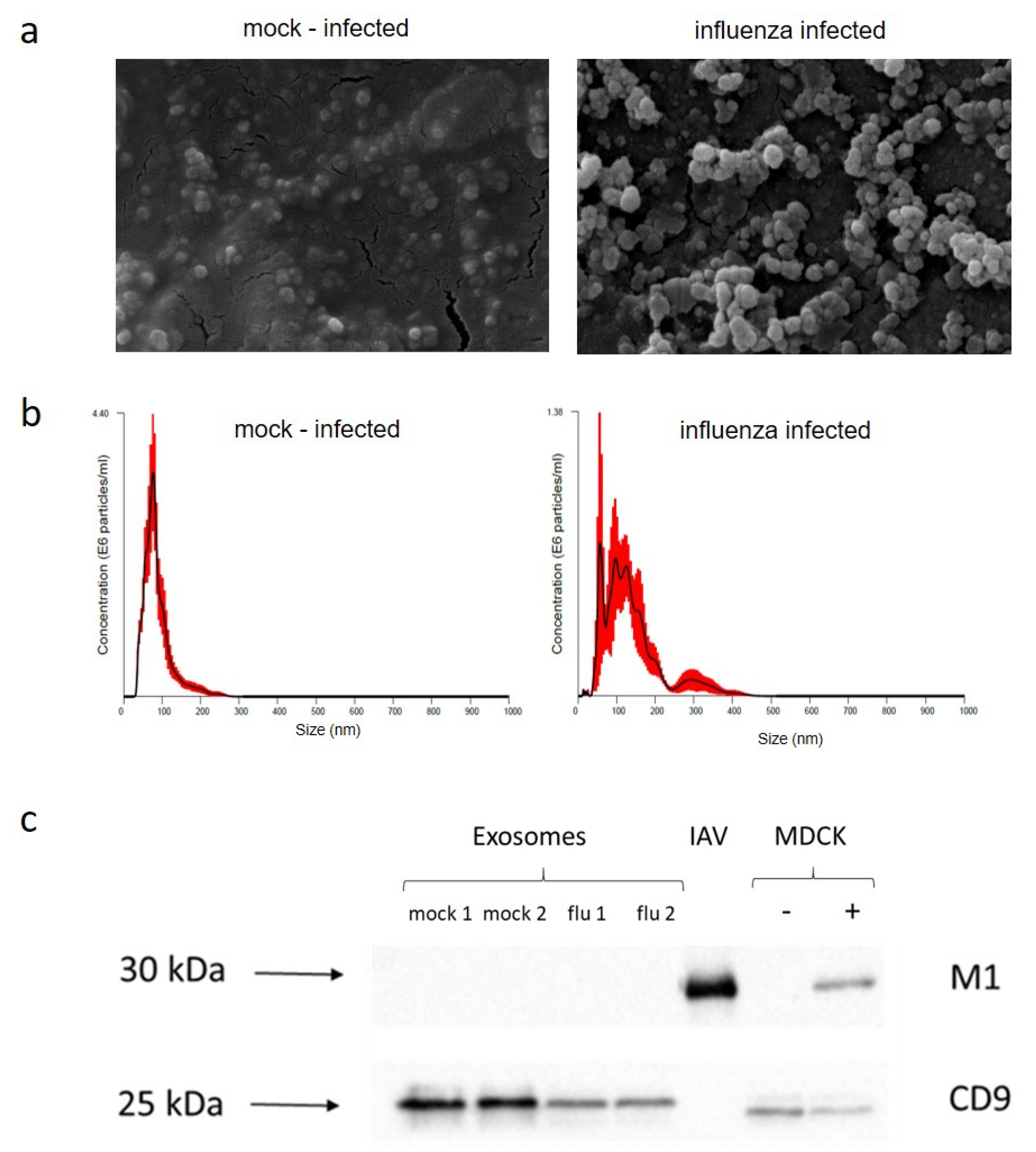 Ijms 24 00867 g002 Ijms 24 00867 g002