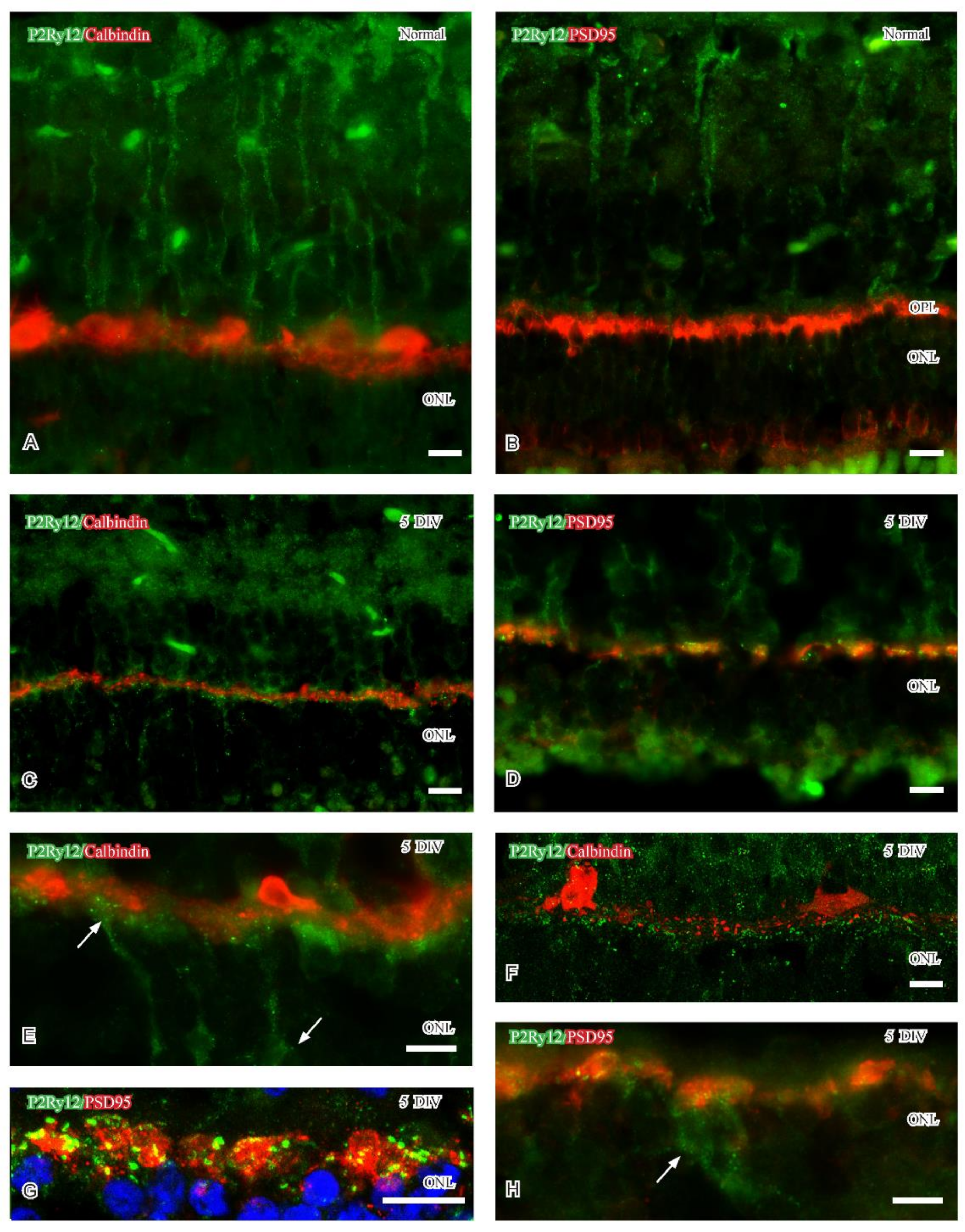 Ijms 24 00871 g002 Ijms 24 00871 g002
