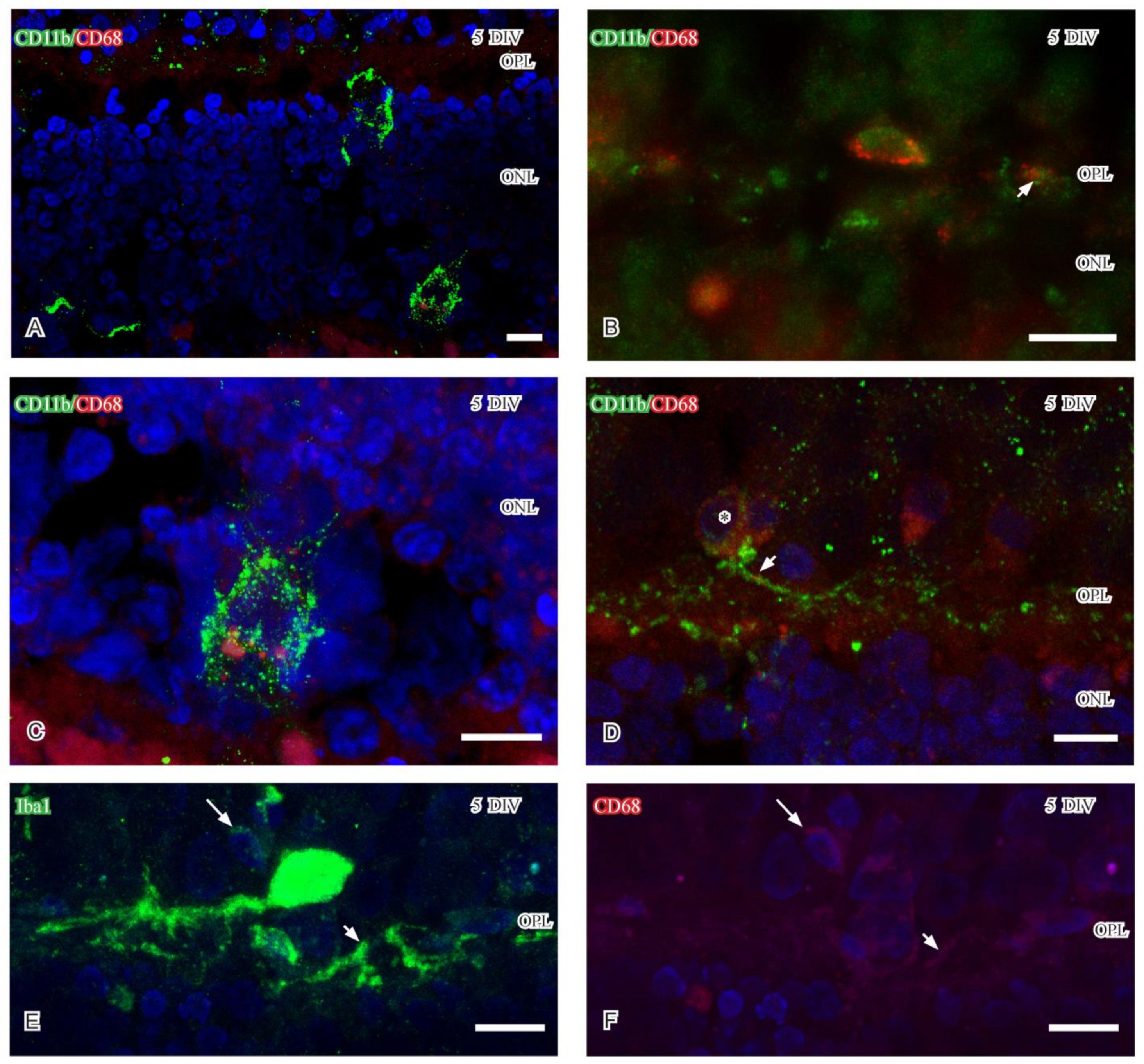 Ijms 24 00871 g004 Ijms 24 00871 g004