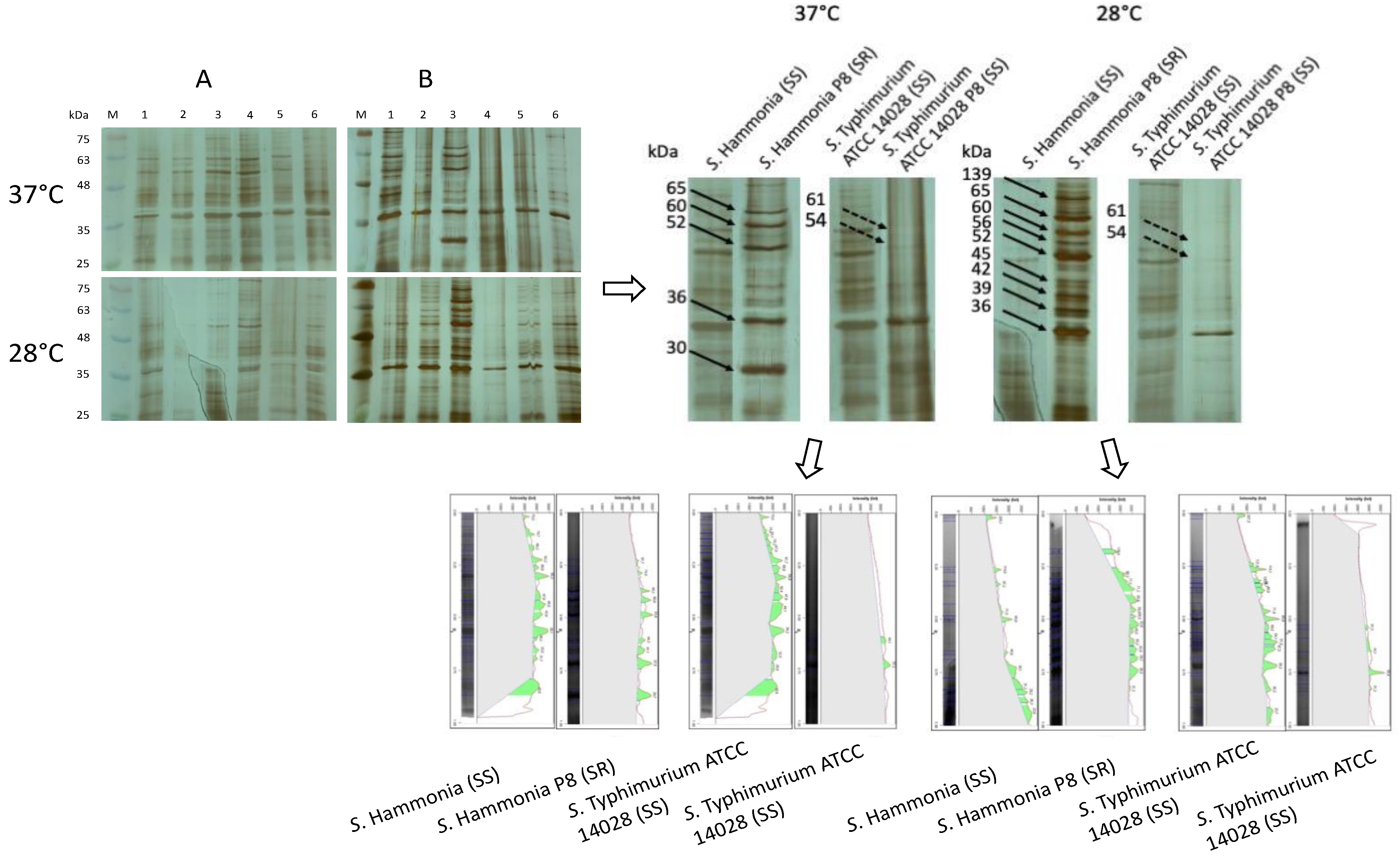 Ijms 24 00883 g003 Ijms 24 00883 g003