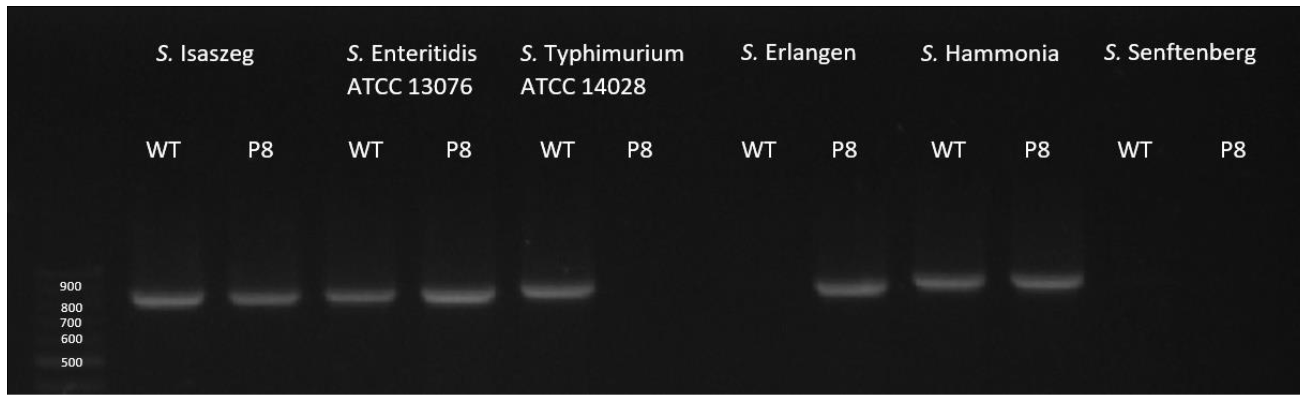 Ijms 24 00883 g005 Ijms 24 00883 g005