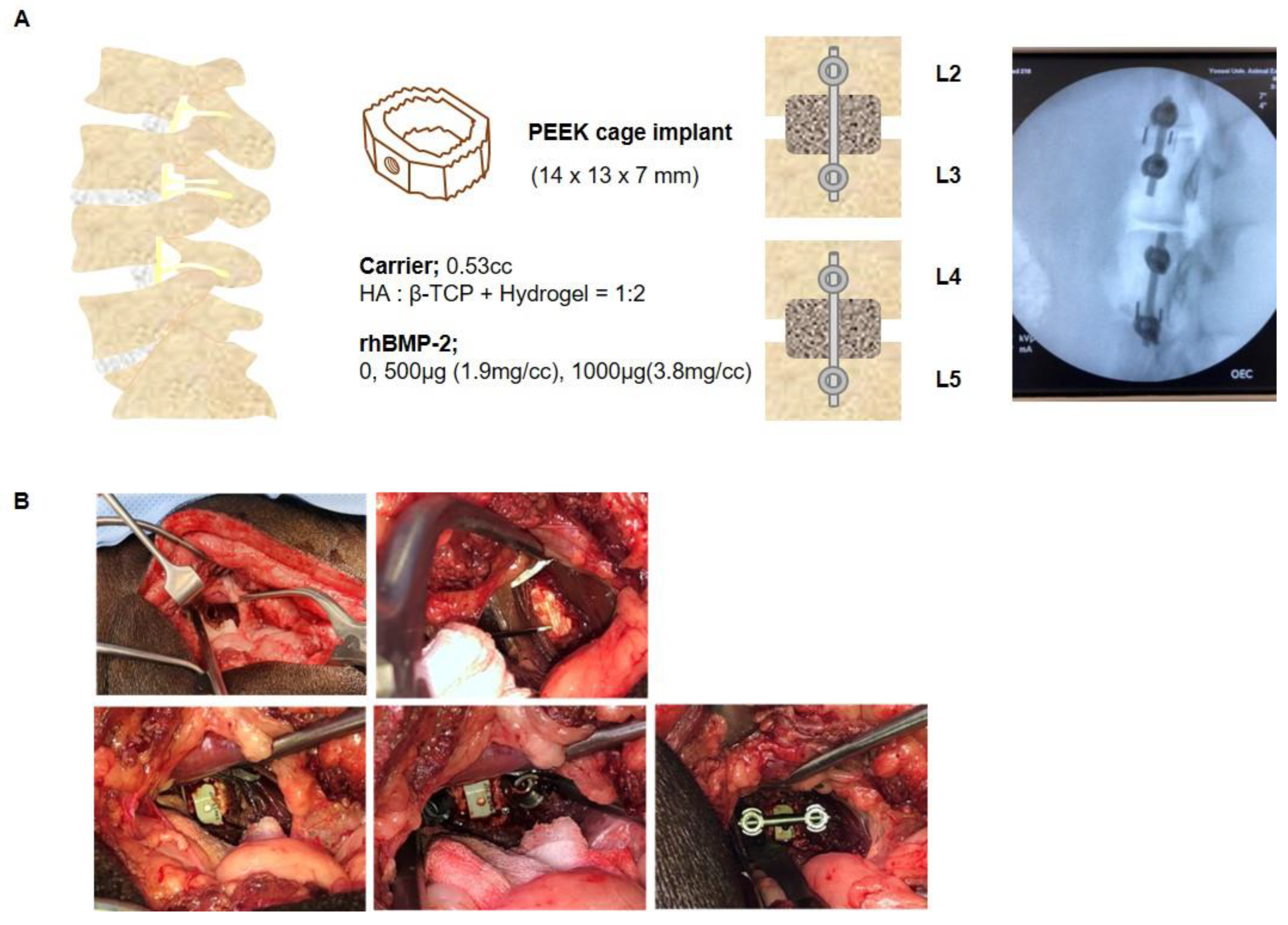 Ijms 24 00892 g007 Ijms 24 00892 g007