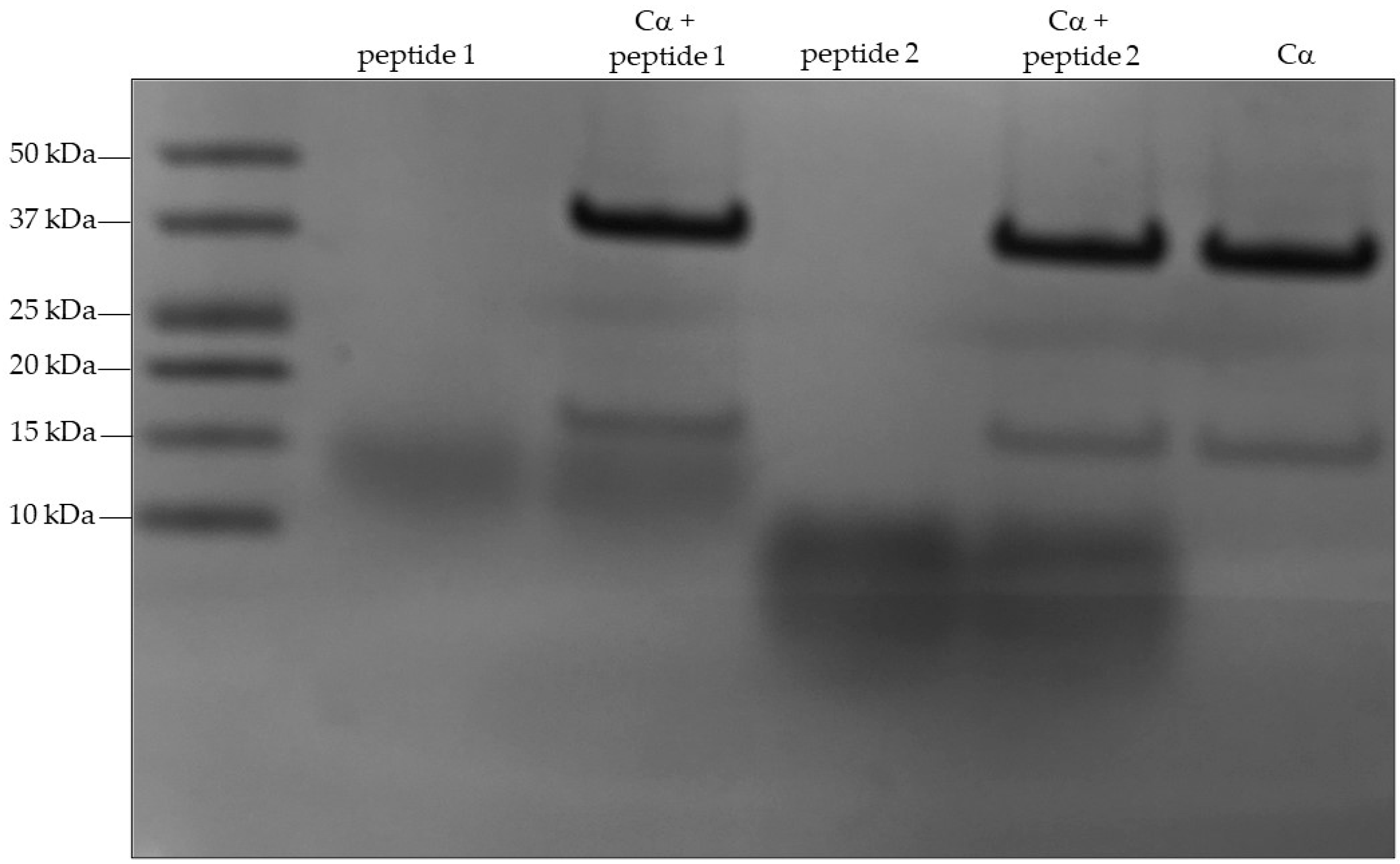 Ijms 24 00895 g002 Ijms 24 00895 g002