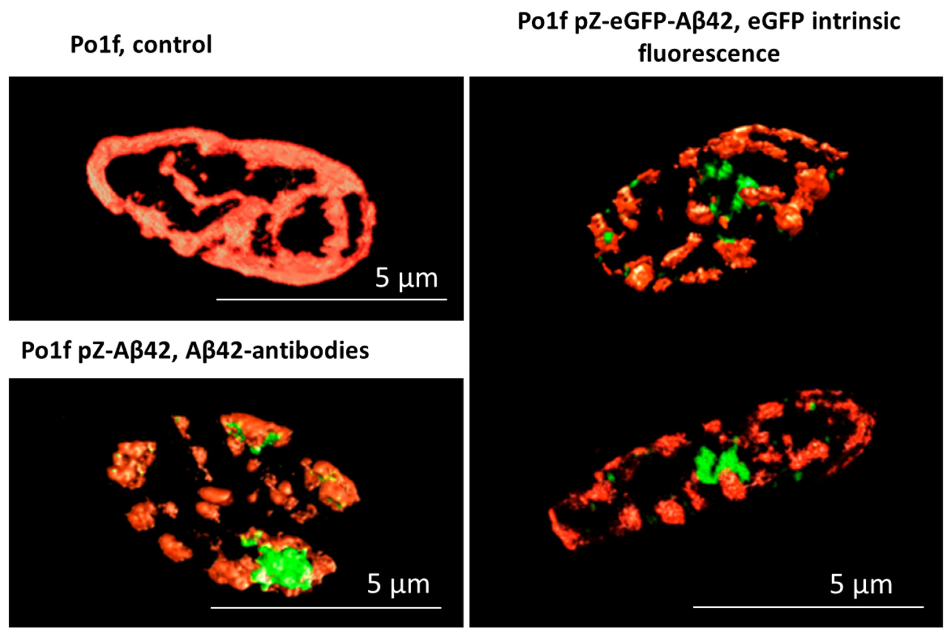 Ijms 24 00900 g001 Ijms 24 00900 g001