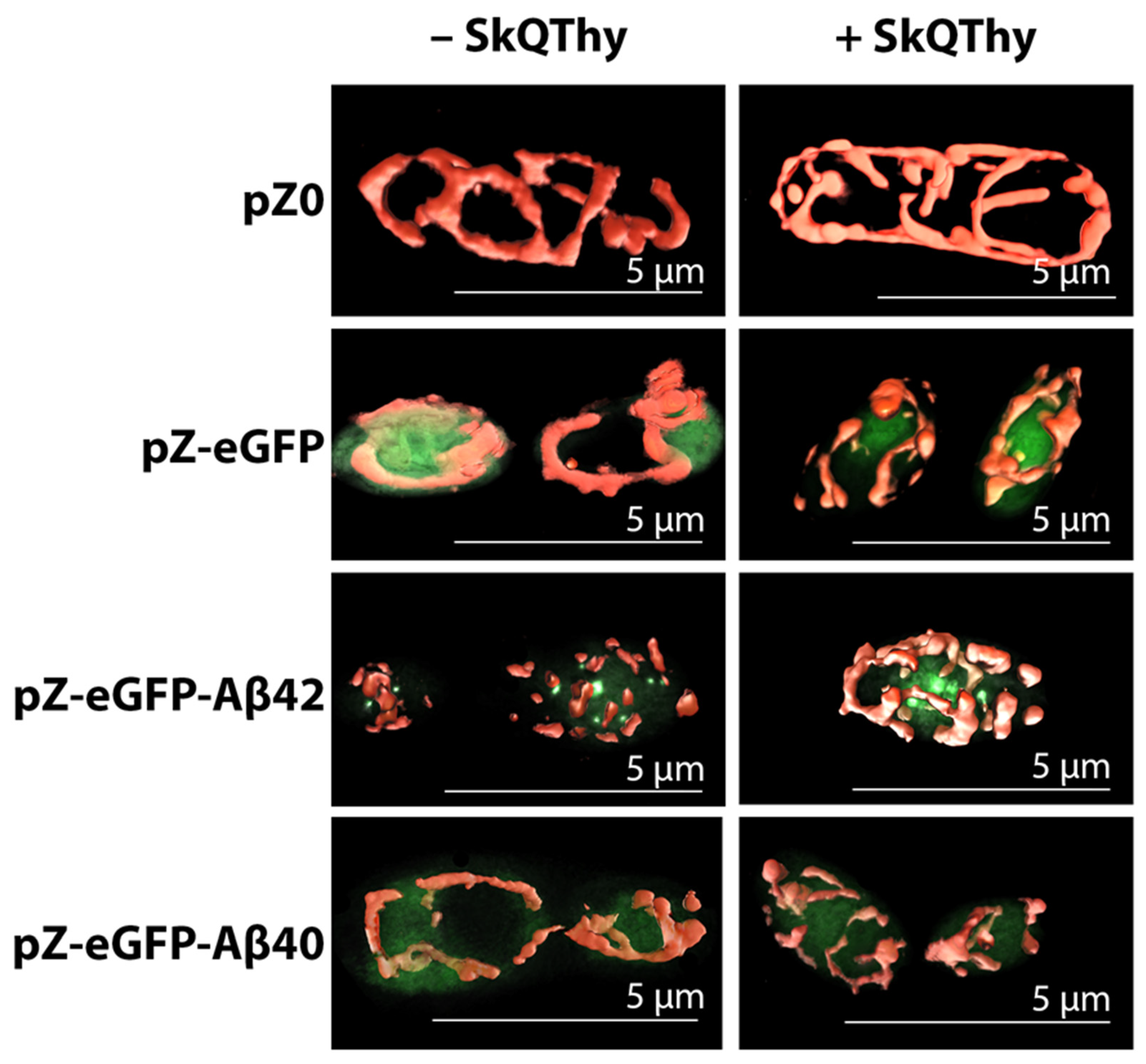 Ijms 24 00900 g002 Ijms 24 00900 g002