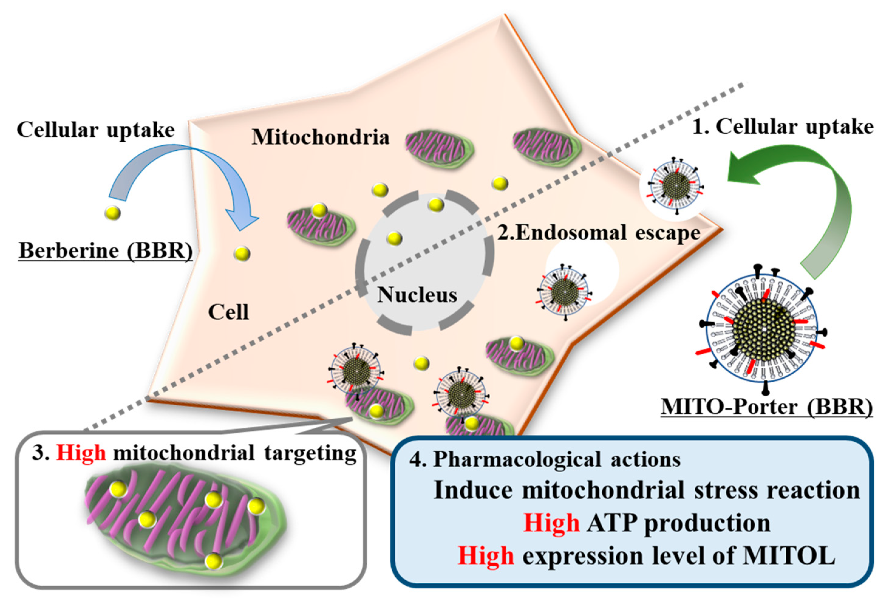 Ijms 24 00903 g001 Ijms 24 00903 g001