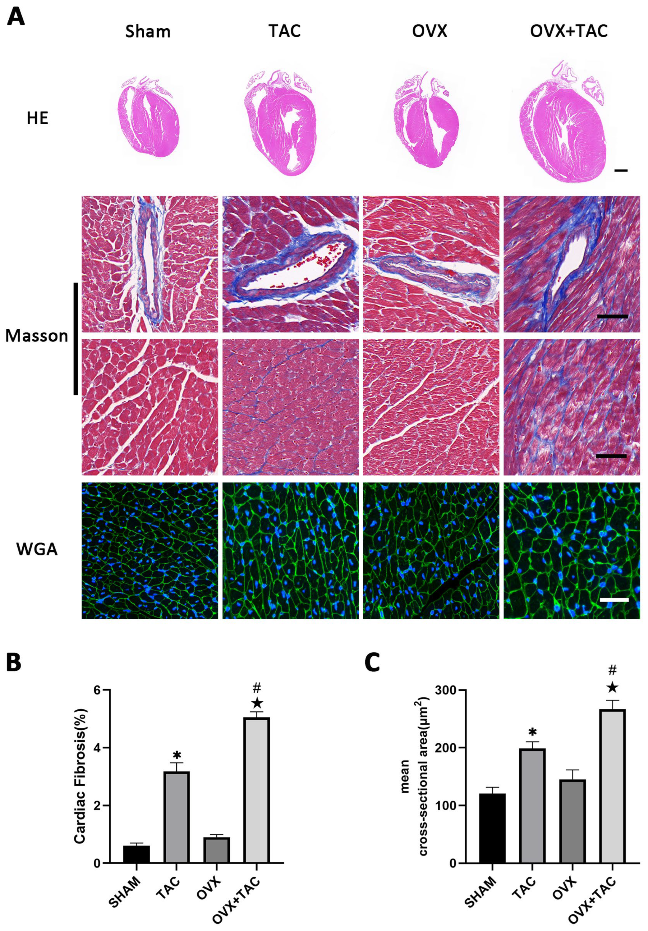 Taxonomic and Functional Variations Induced by an Overloading