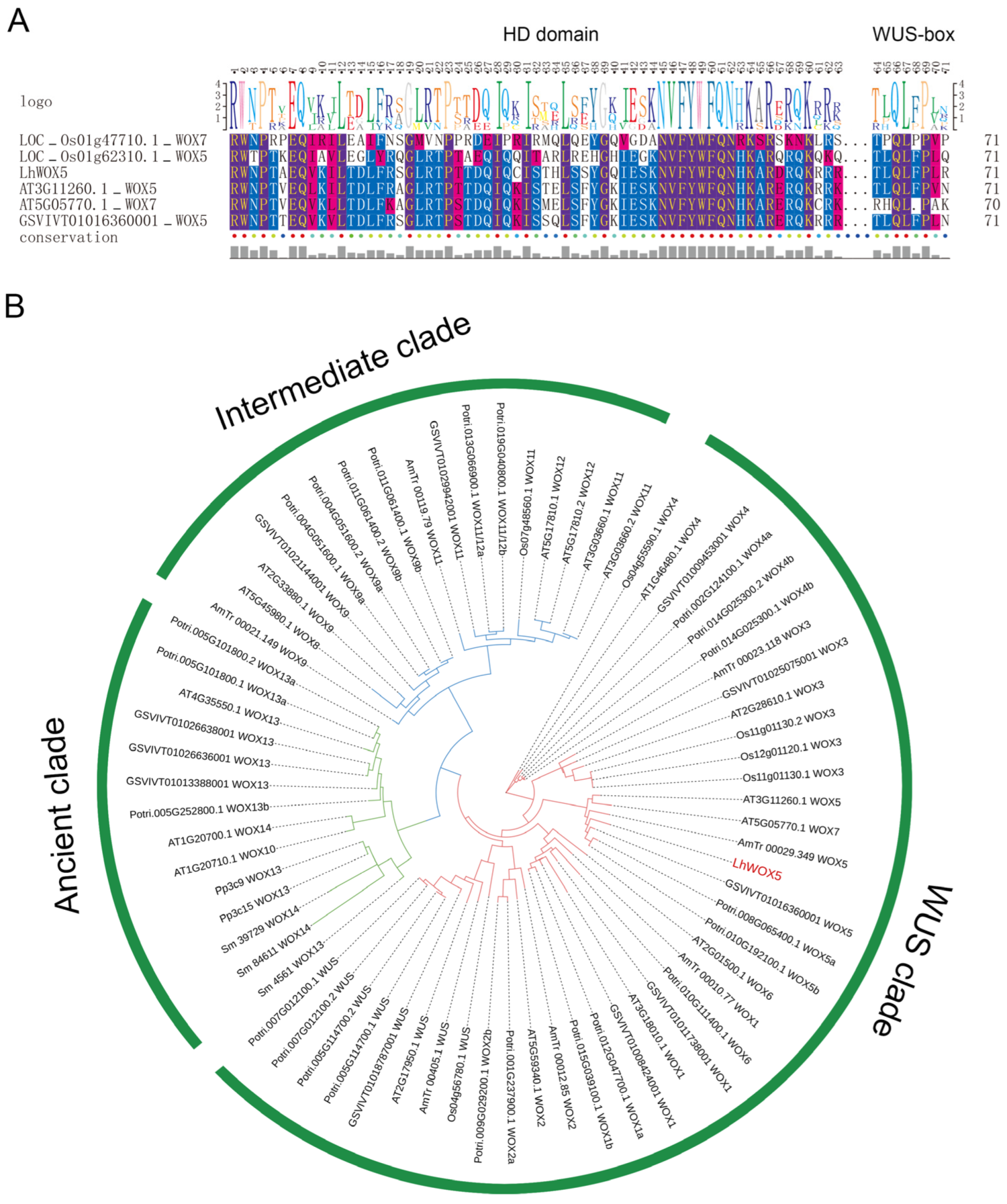 Ijms 24 00906 g001 Ijms 24 00906 g001